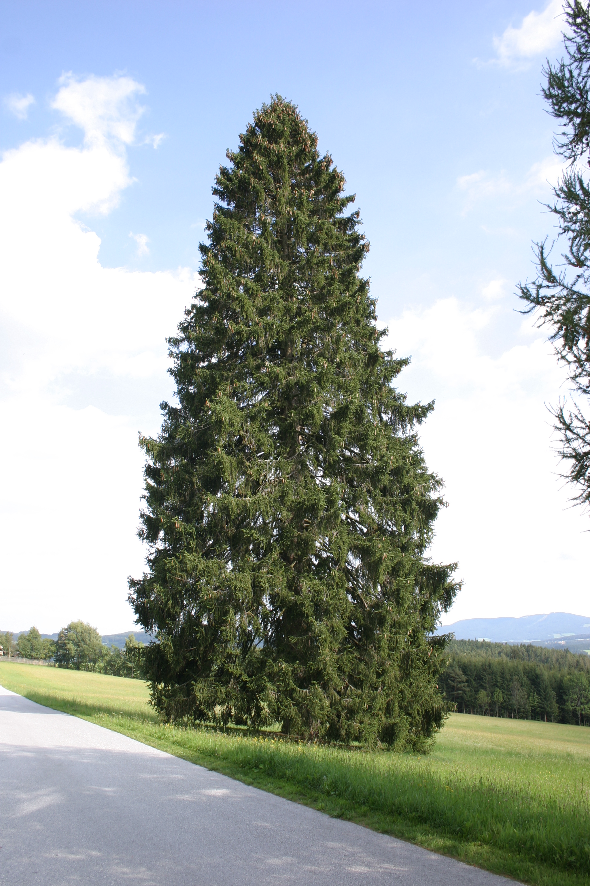 03112013194951 2210 art 702 picea abies wenigzell maierhofer 15