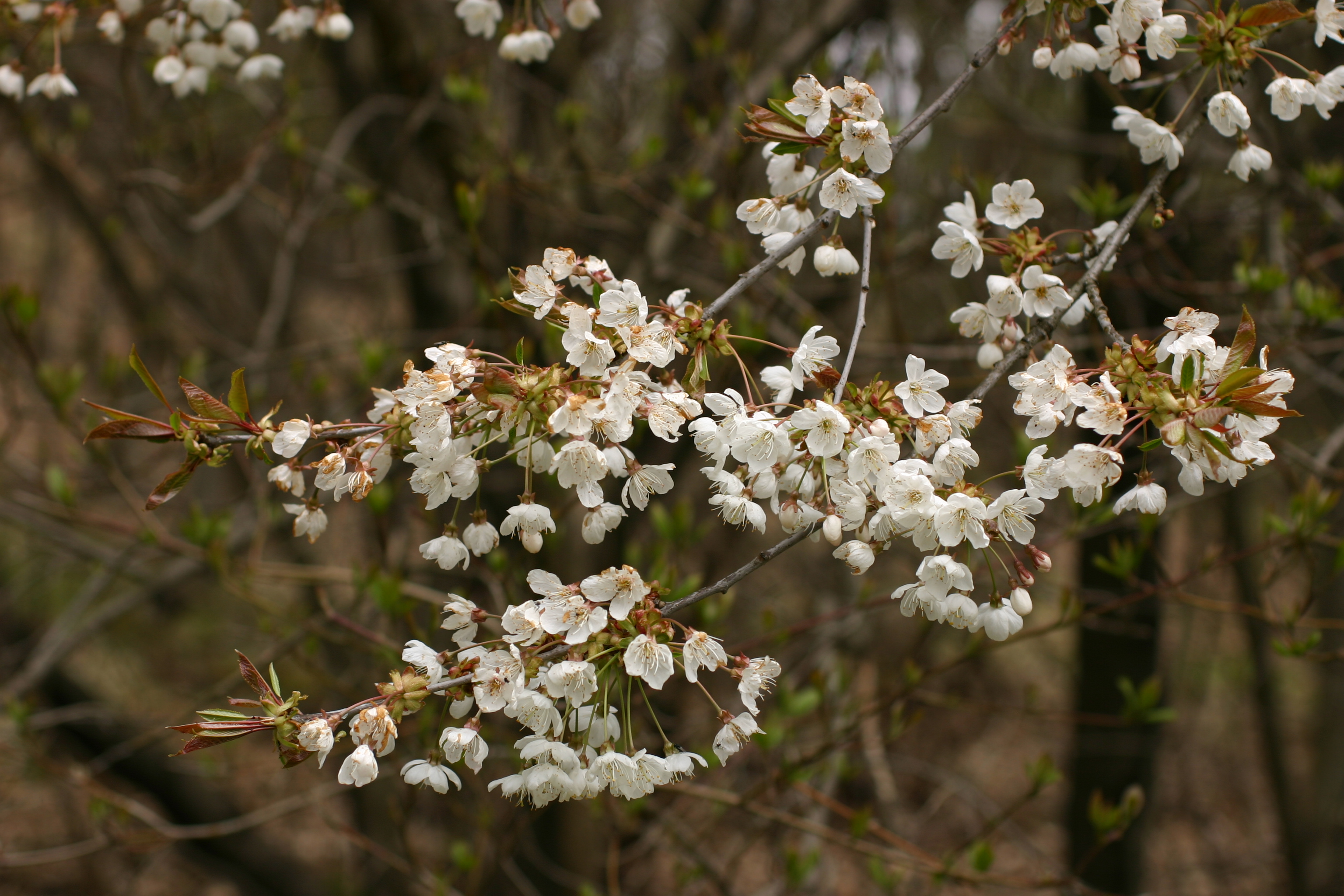03112013195553 2211 art 231 prunus avium bschaidkg sud img 6595 1