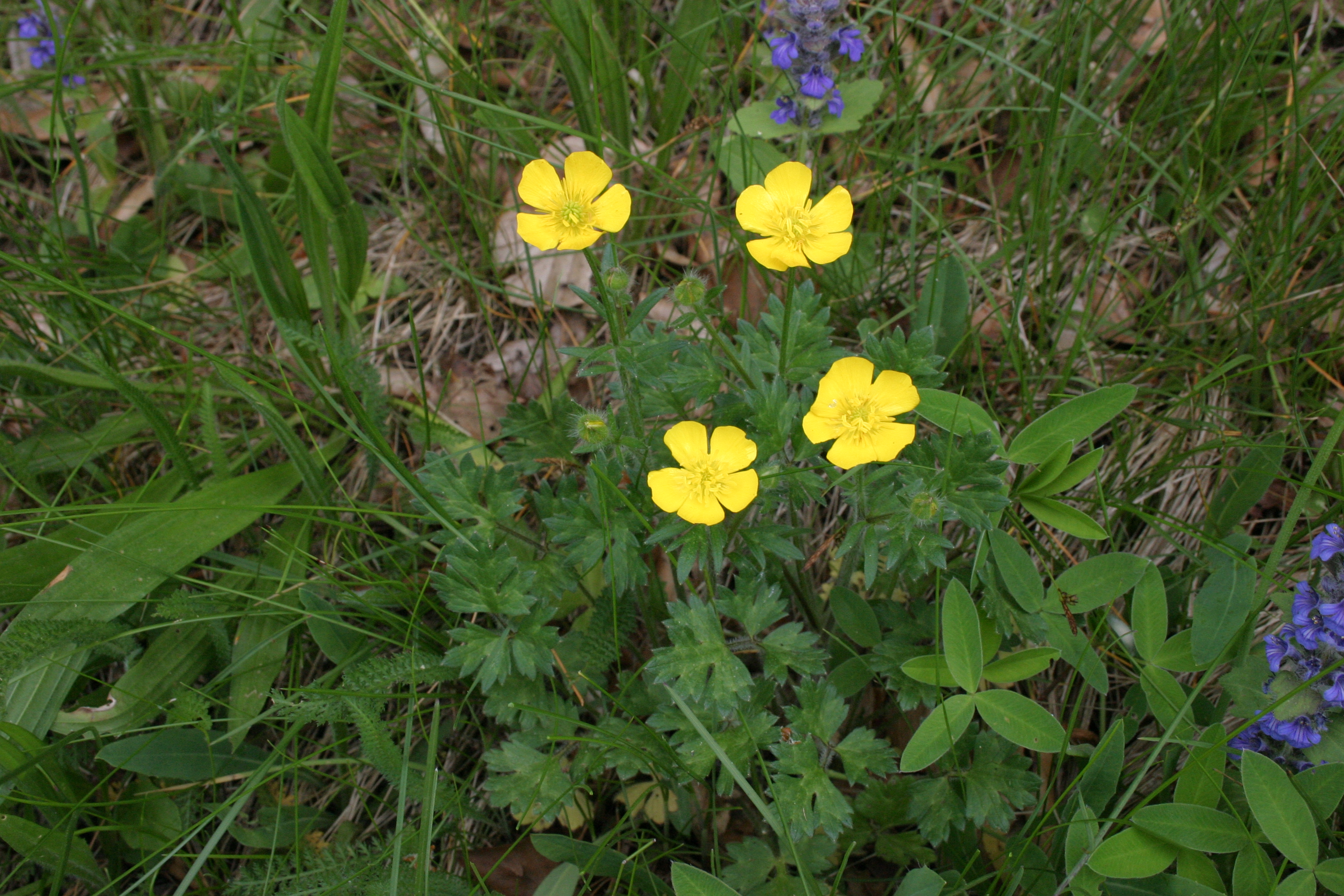 03112013200120 2212 art 557 ranunculus bulbosus img 8693