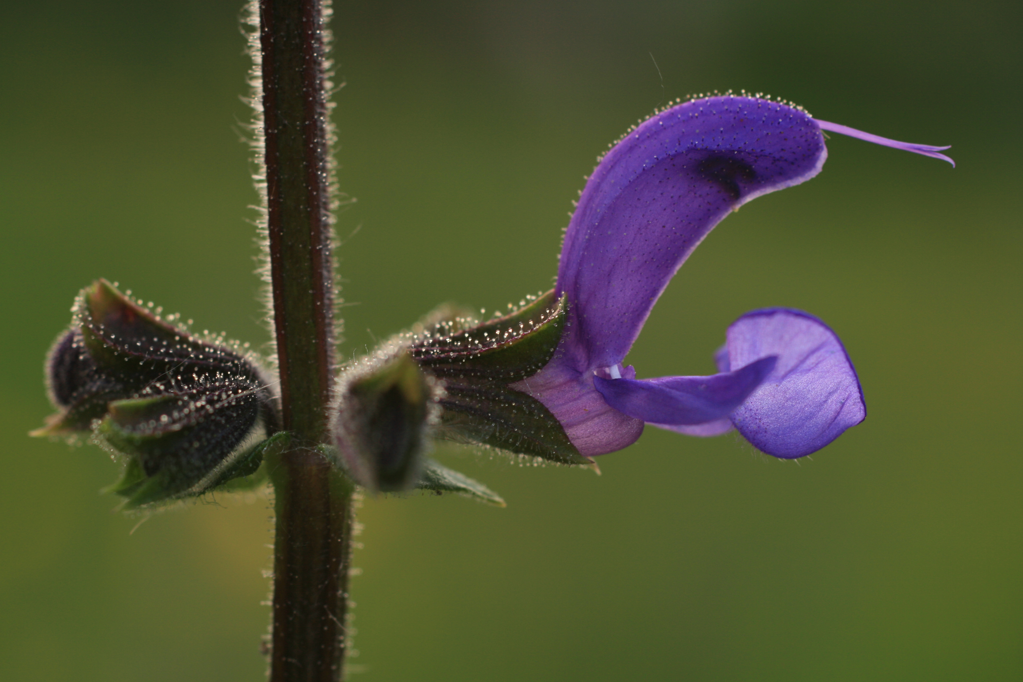03112013200314 2213 art 556 salvia pratensis burgfried img 7386 7