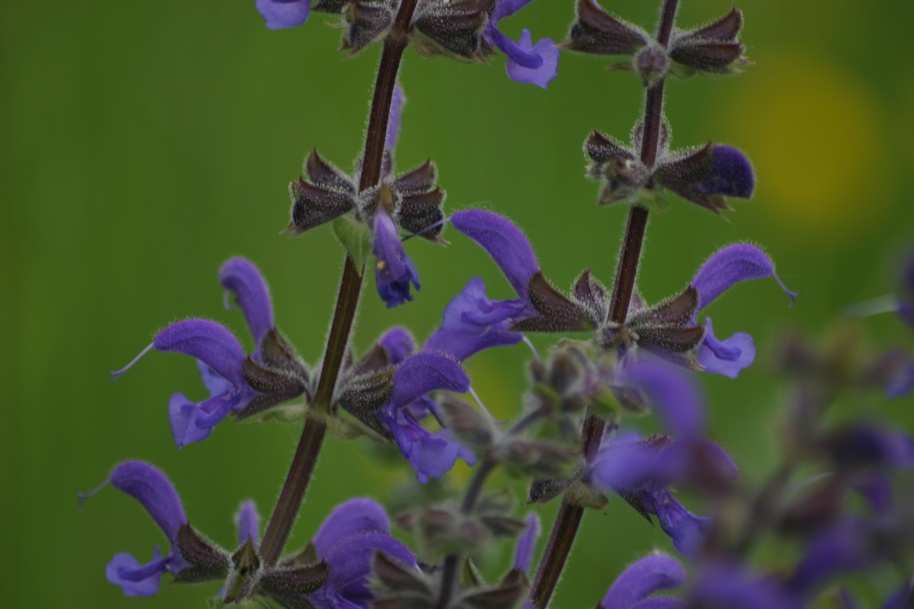 03112013201253 2214 art 556 salvia pratensis img 7821