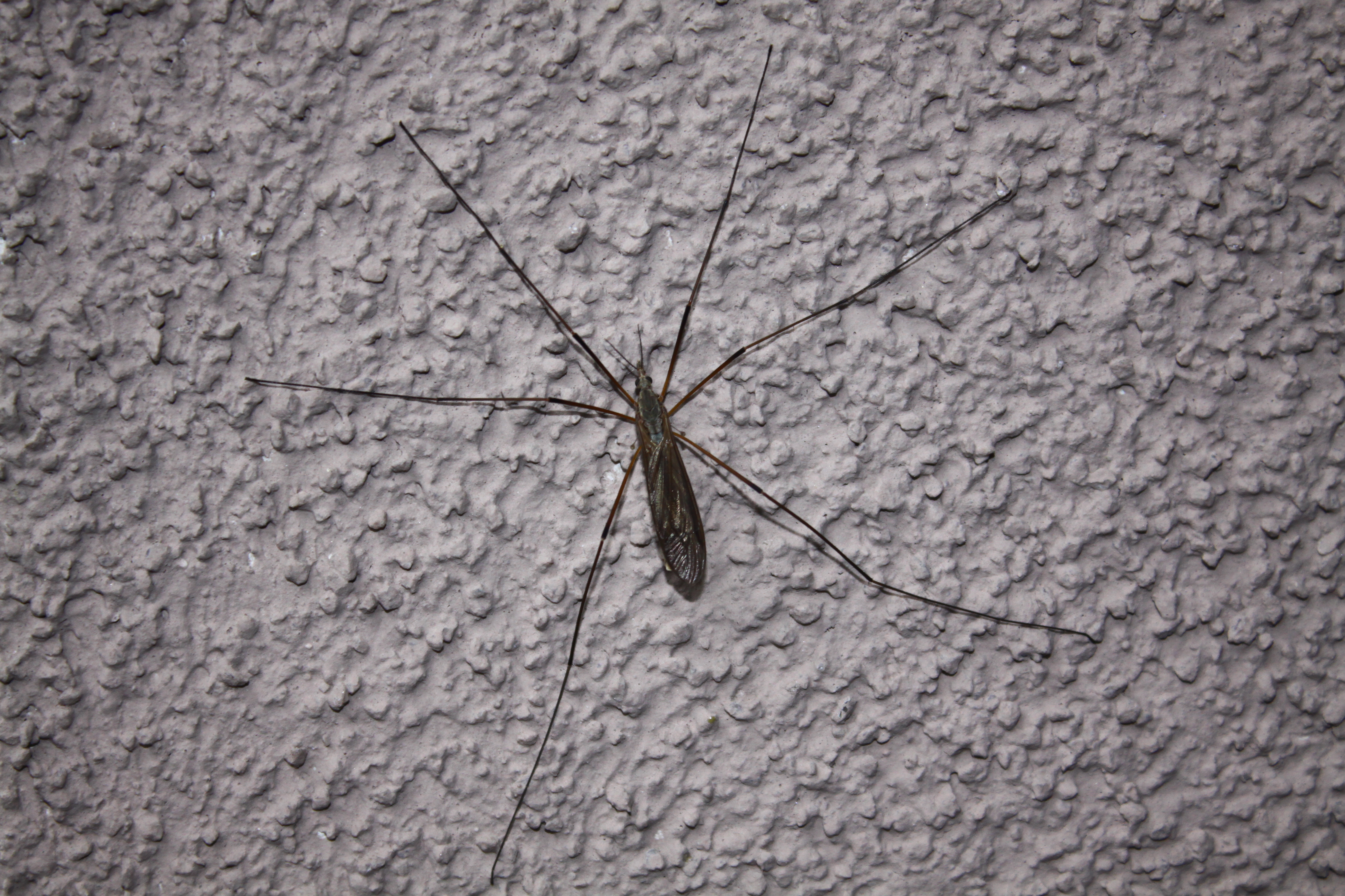 03112013201615 2215 art 1197 schnake riegersburg 0 735 1