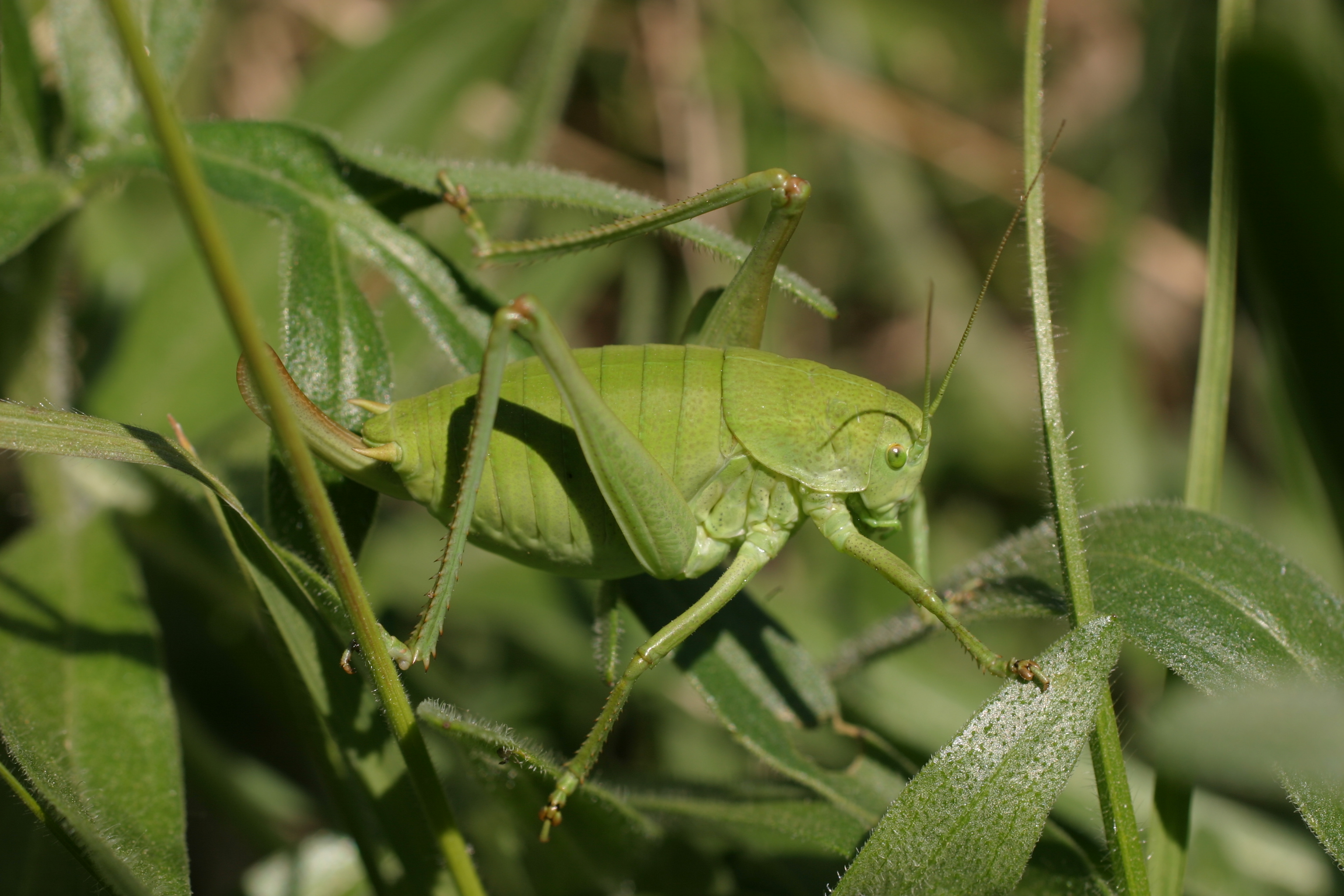 03112013212718 2216 art 861 wanstschrecke langfuhlerschrecker st annaholl img 8991 3