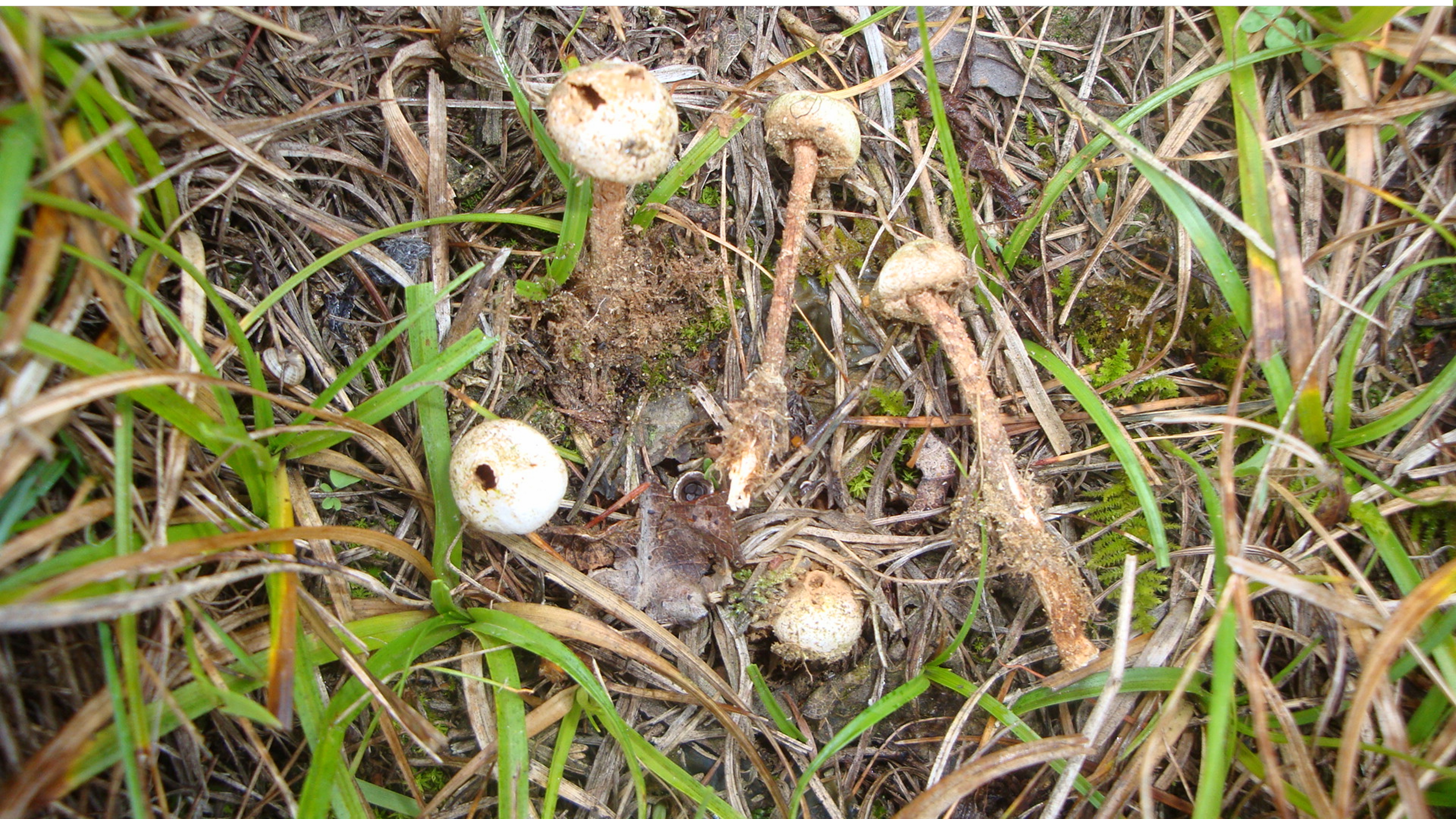 03112017130405 3246 art 1936 tulostoma fimbriatumneu