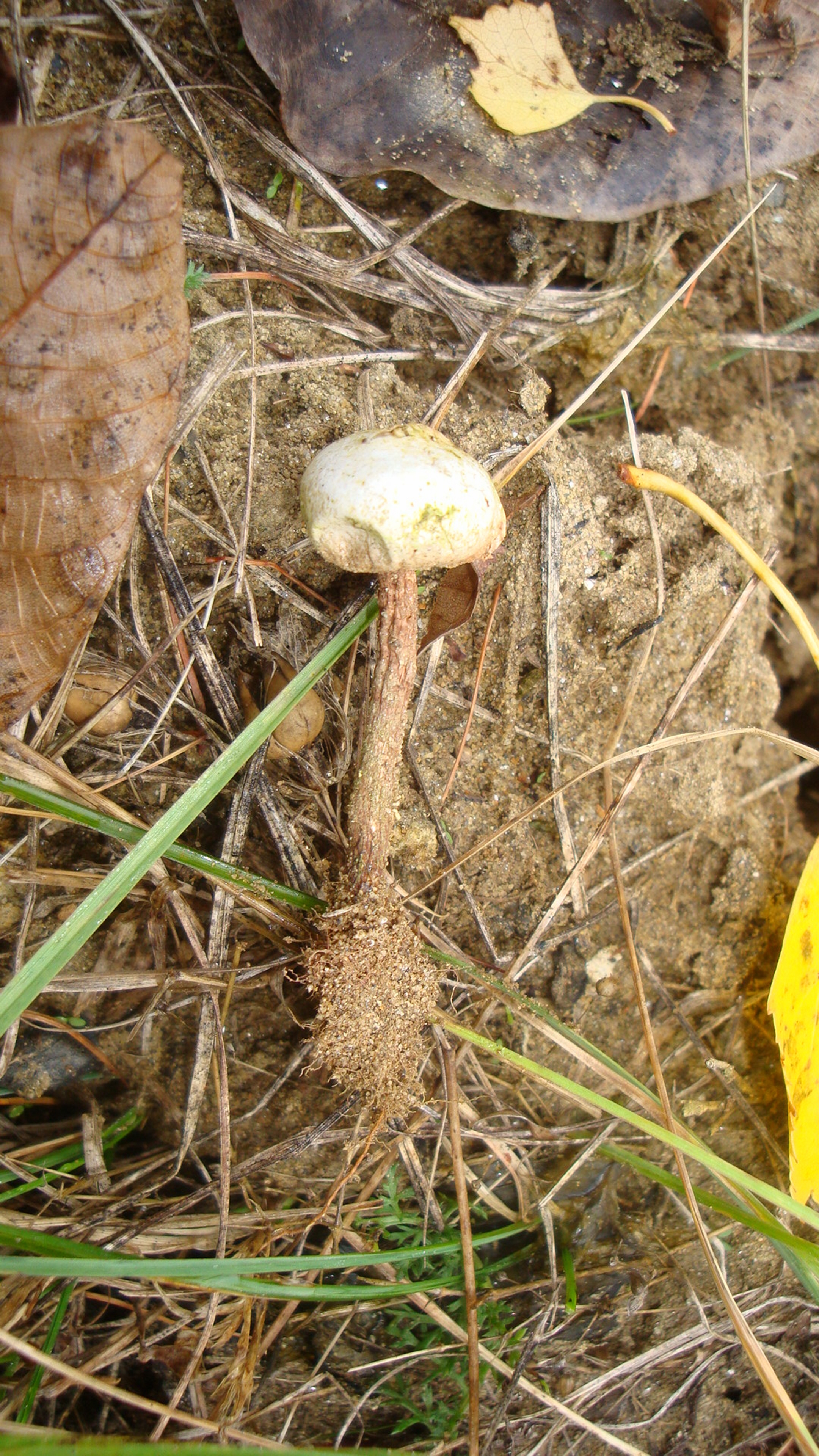 03112017130623 3247 art 1936 tulostoma fimbriatum2neu