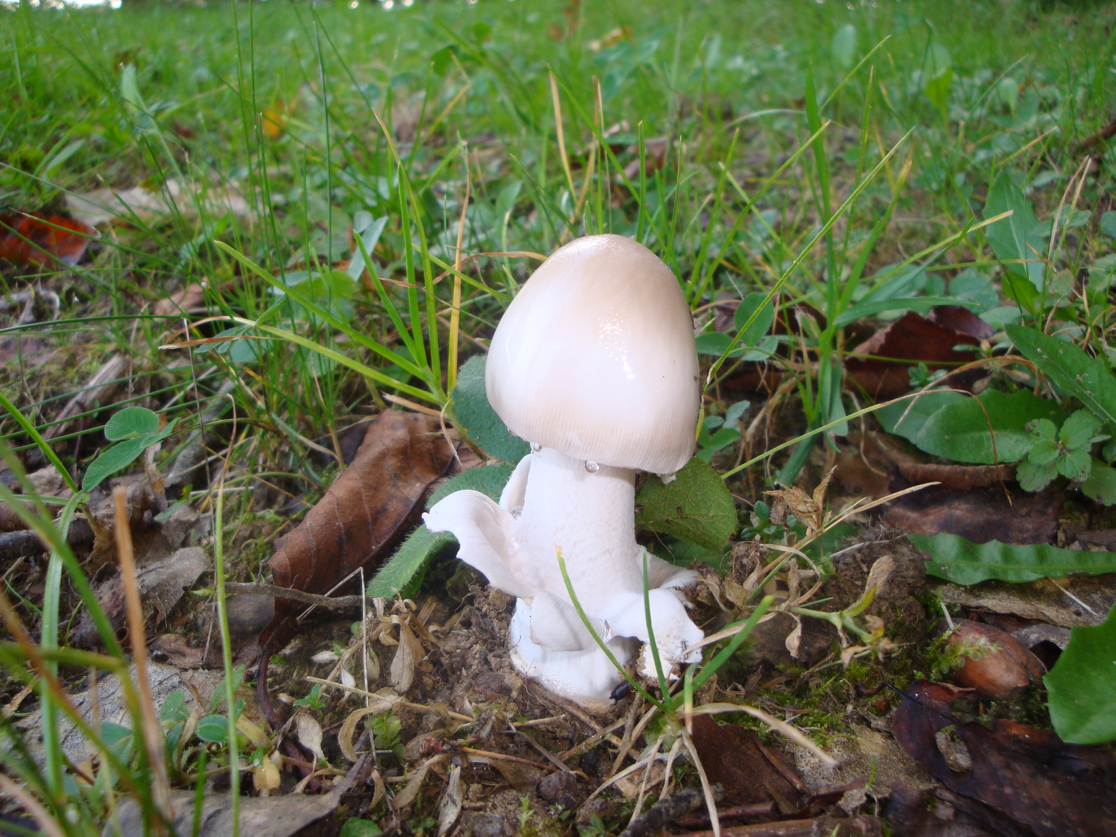 03112017132057 3248 art 1937 amanita lividopallescens