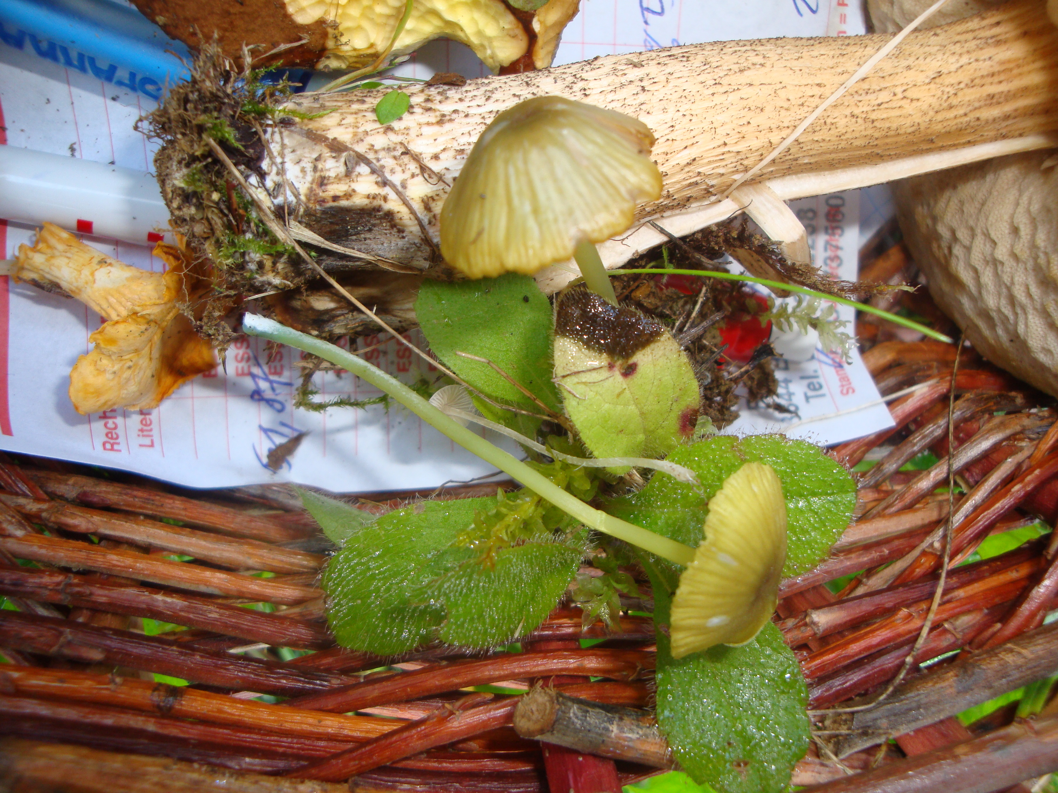 03112017133436 3249 art 1938 entoloma incanum