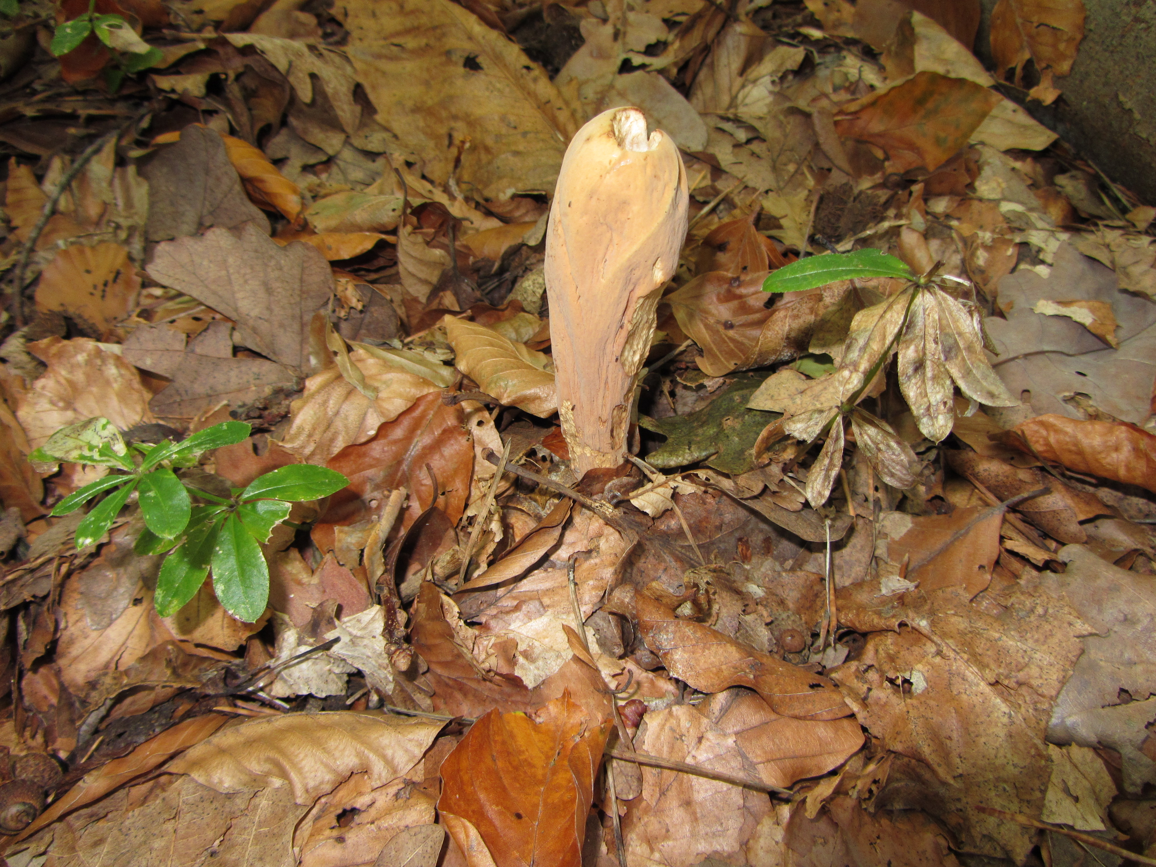 03112017134038 3250 art 1032 img 1494