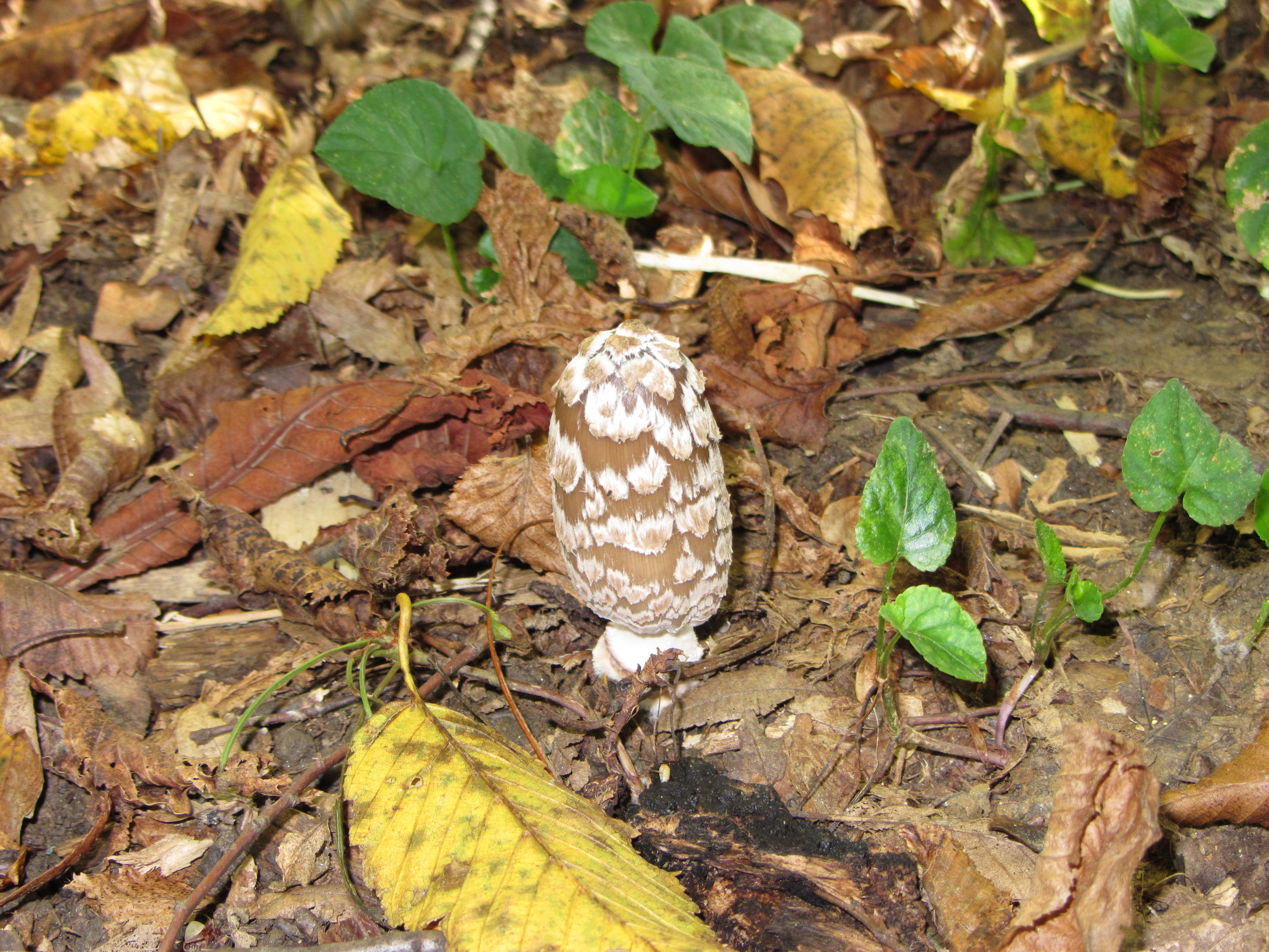 03112017140548 3251 art 1939 coprinus picacaeus 2