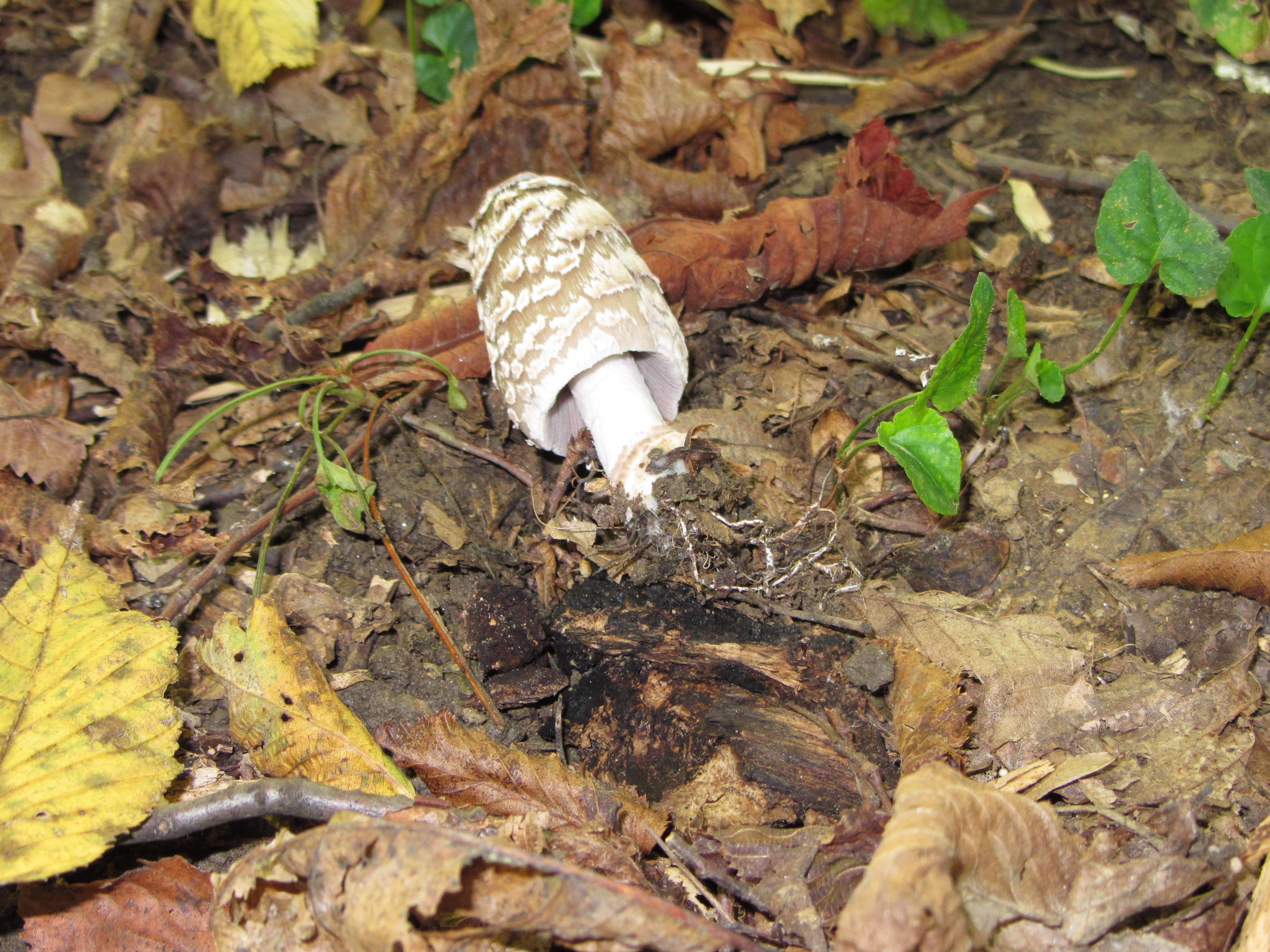 03112017140905 3252 art 1939 coprinus picacaeus 1