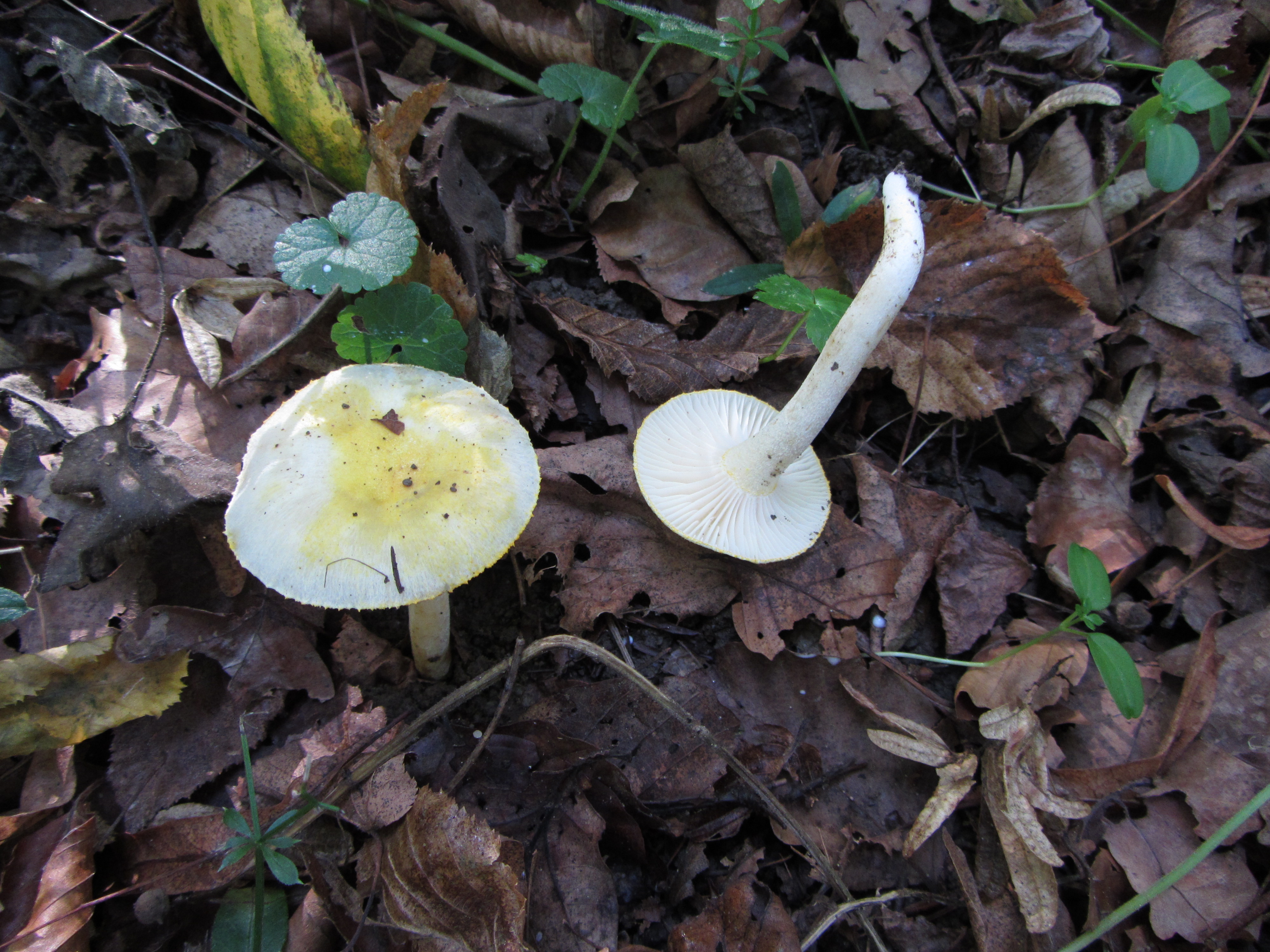 03112017142338 3253 art 1940 hygrophorus chrysodon 3