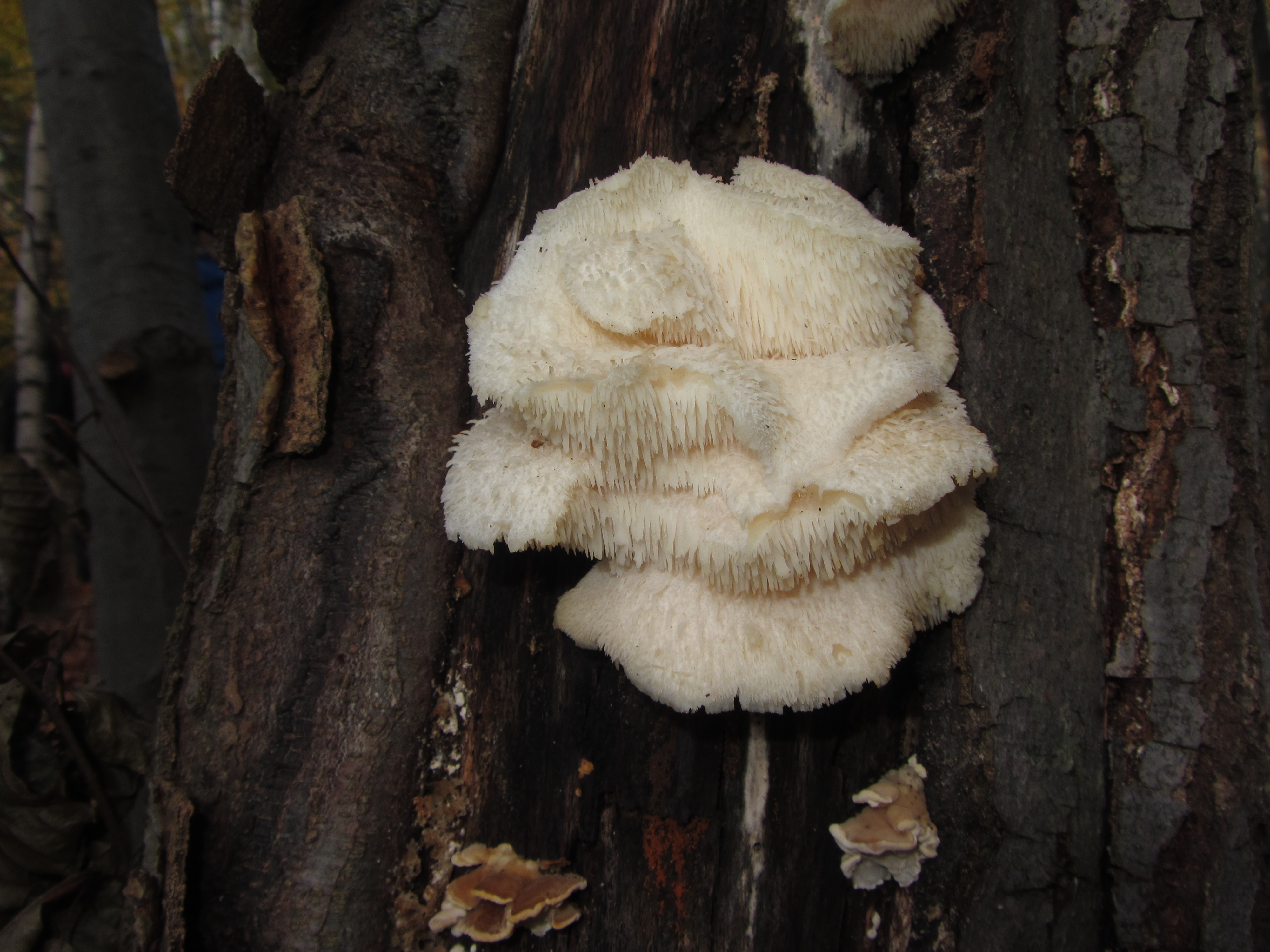 03112017142857 3254 art 778 img 1991