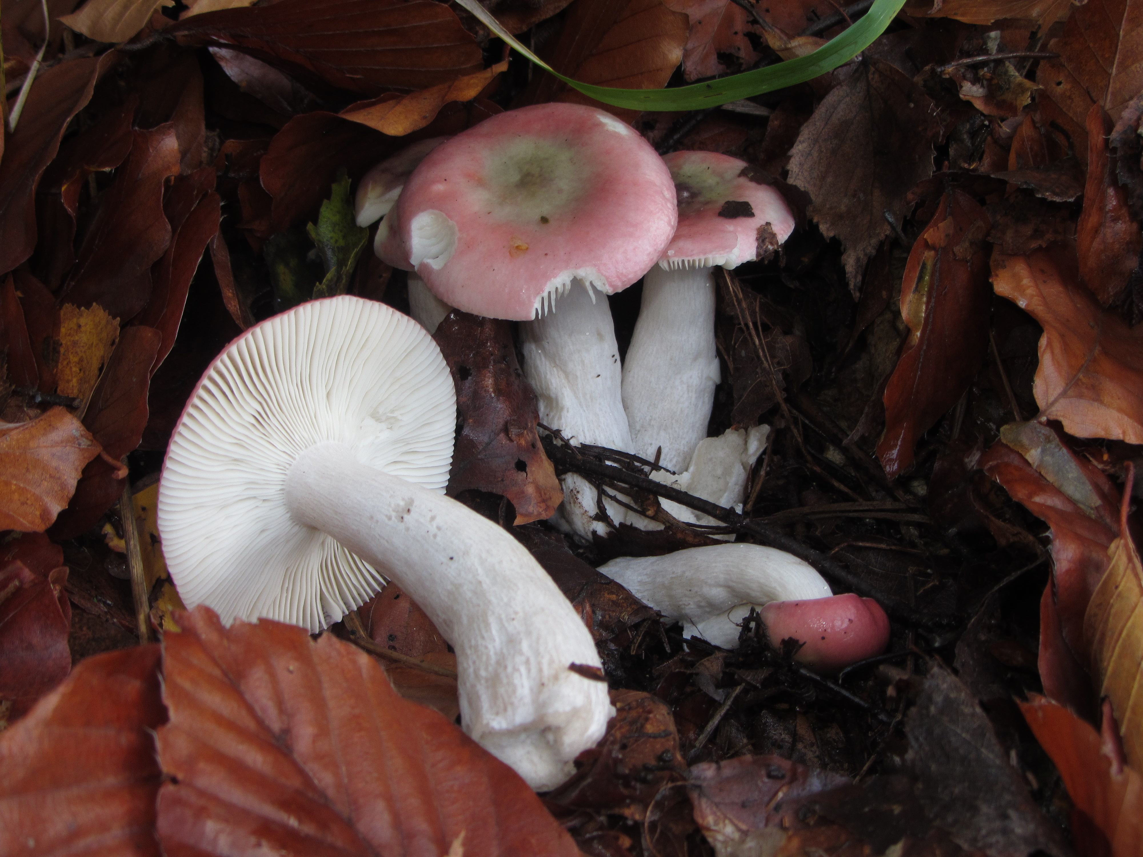 03112017144459 3255 art 1941 img 1995