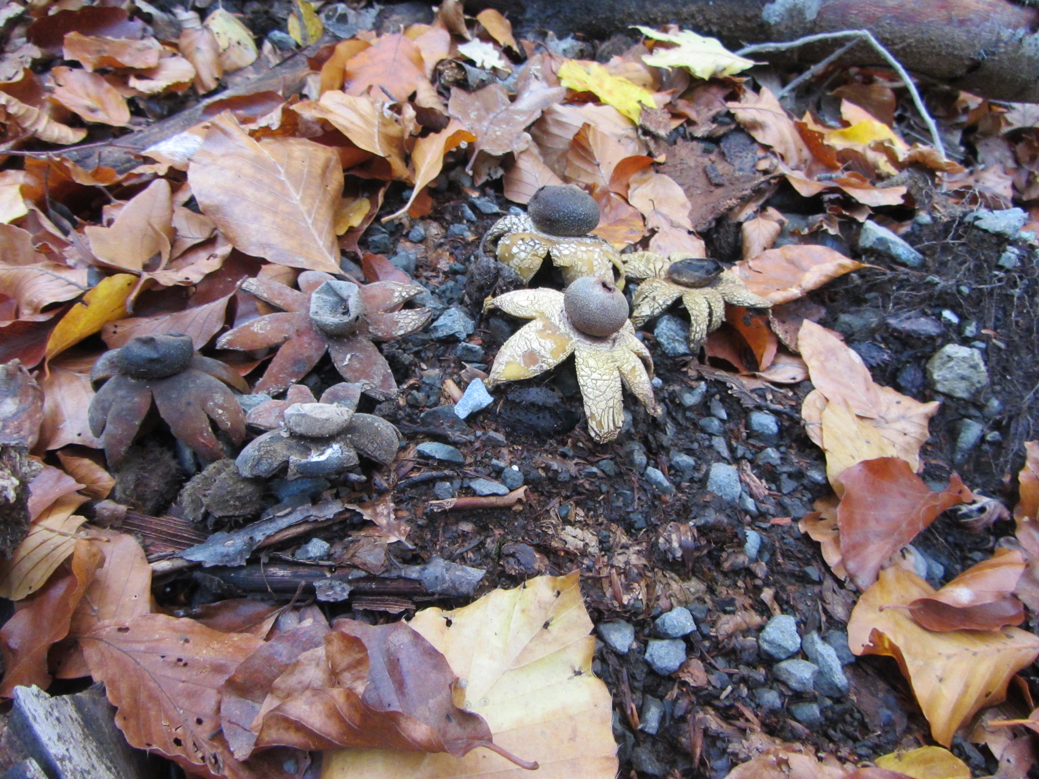 03112017145751 3256 art 1942 img 1980