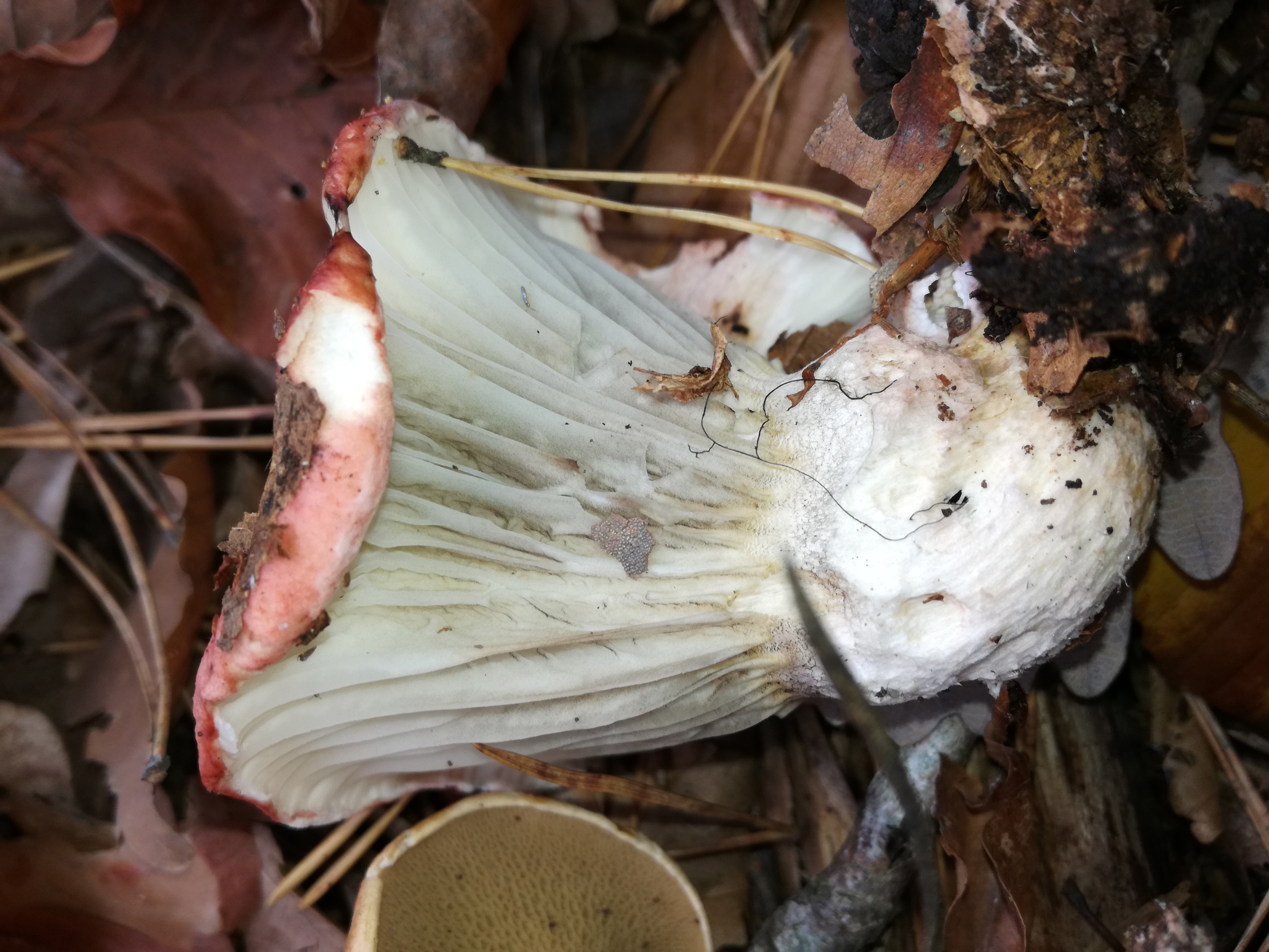 03112017171300 3257 art 1943 img 20171024 121002