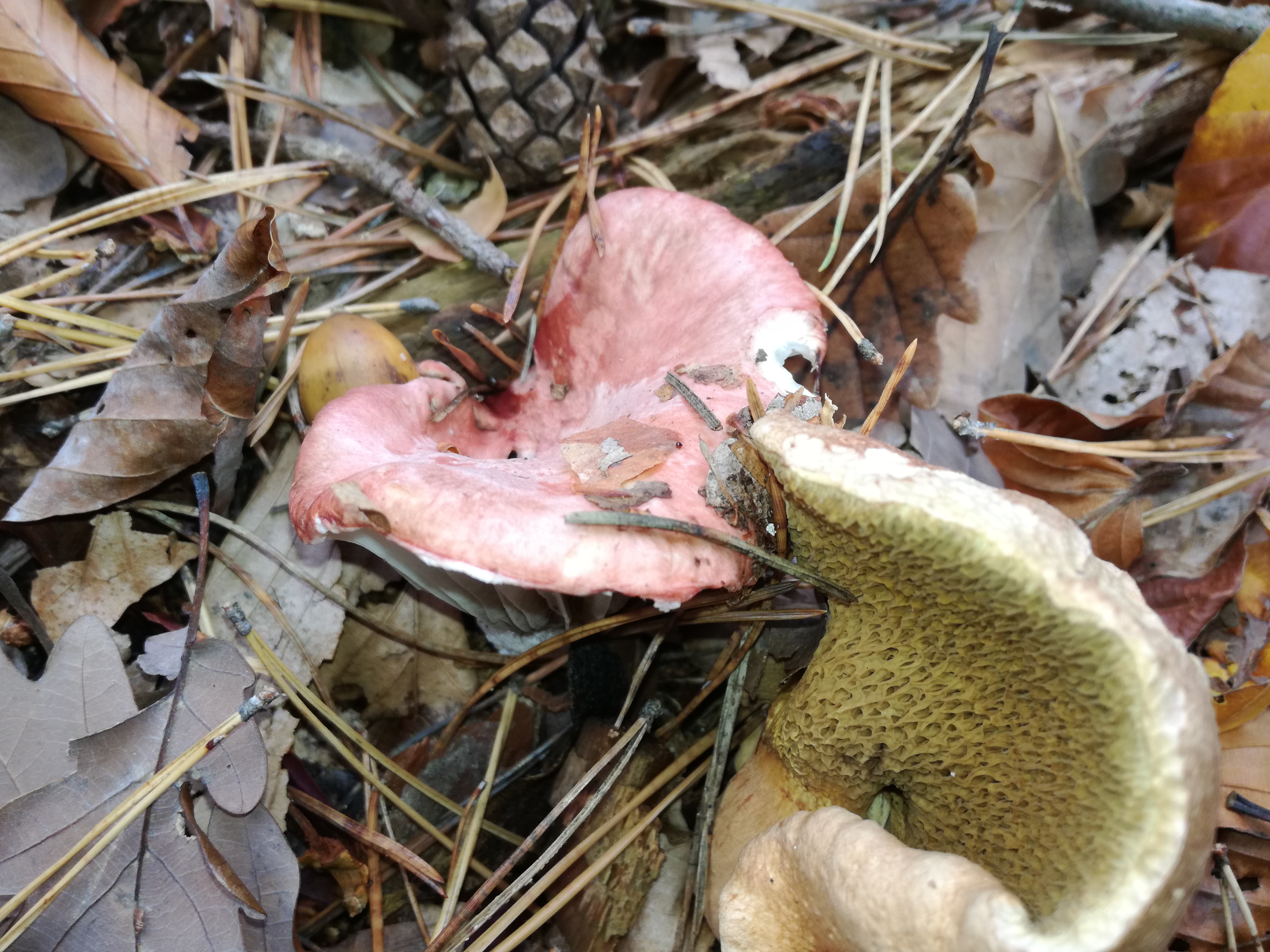 03112017171428 3258 art 1943 img 20171024 120912