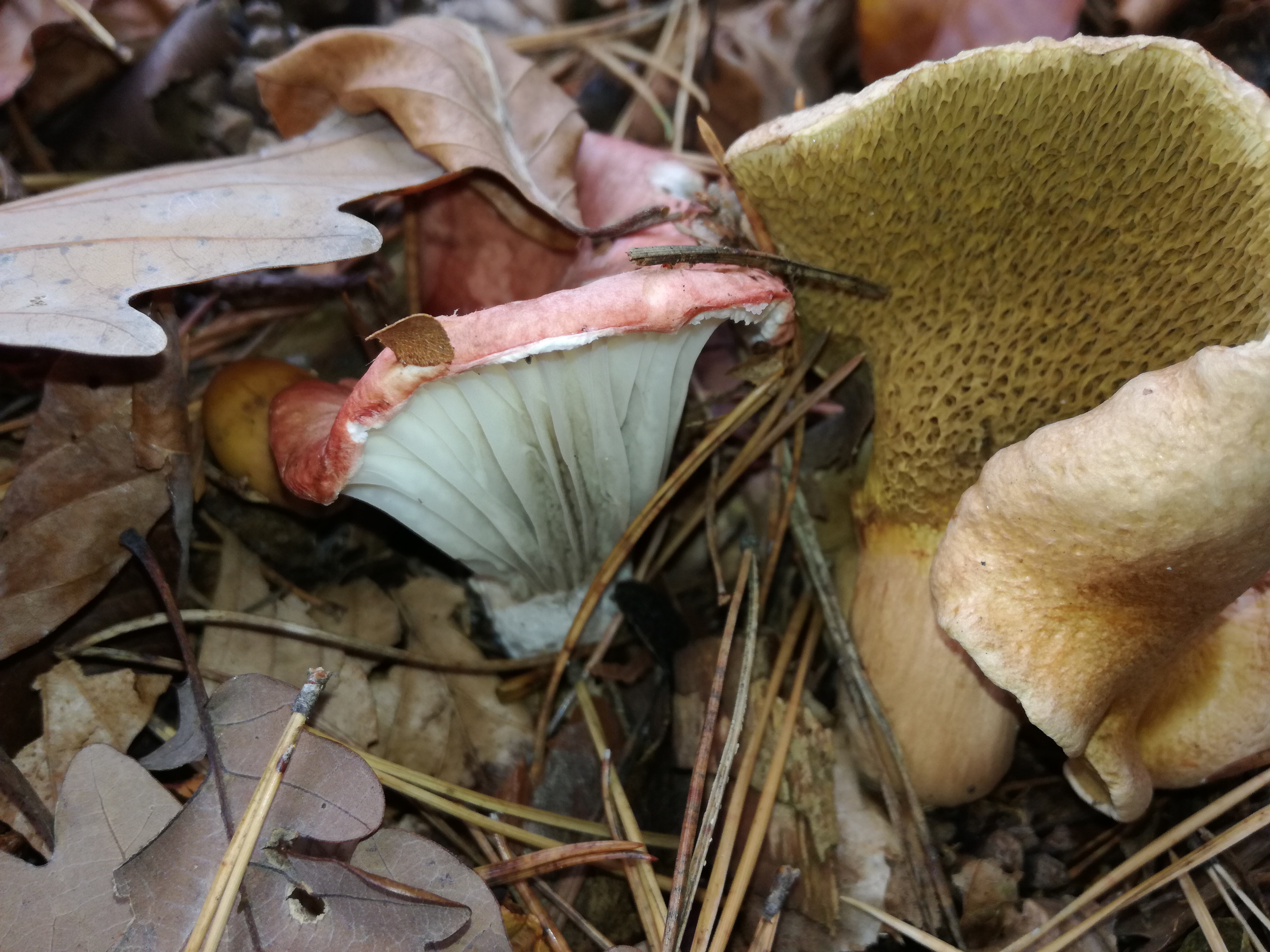 03112017171548 3259 art 1943 img 20171024 120905