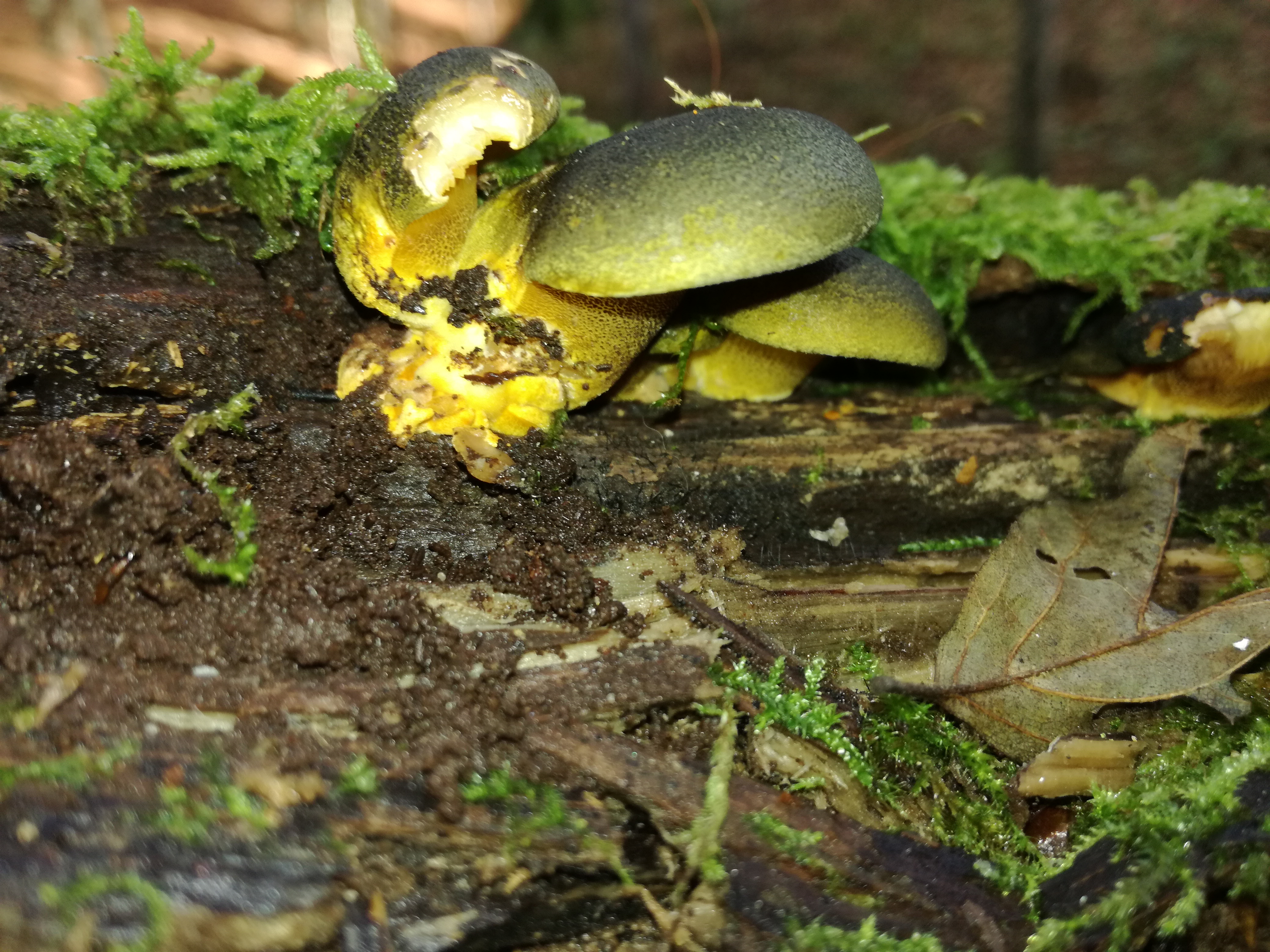 03112017174719 3261 art 1945 img 20171026 111937