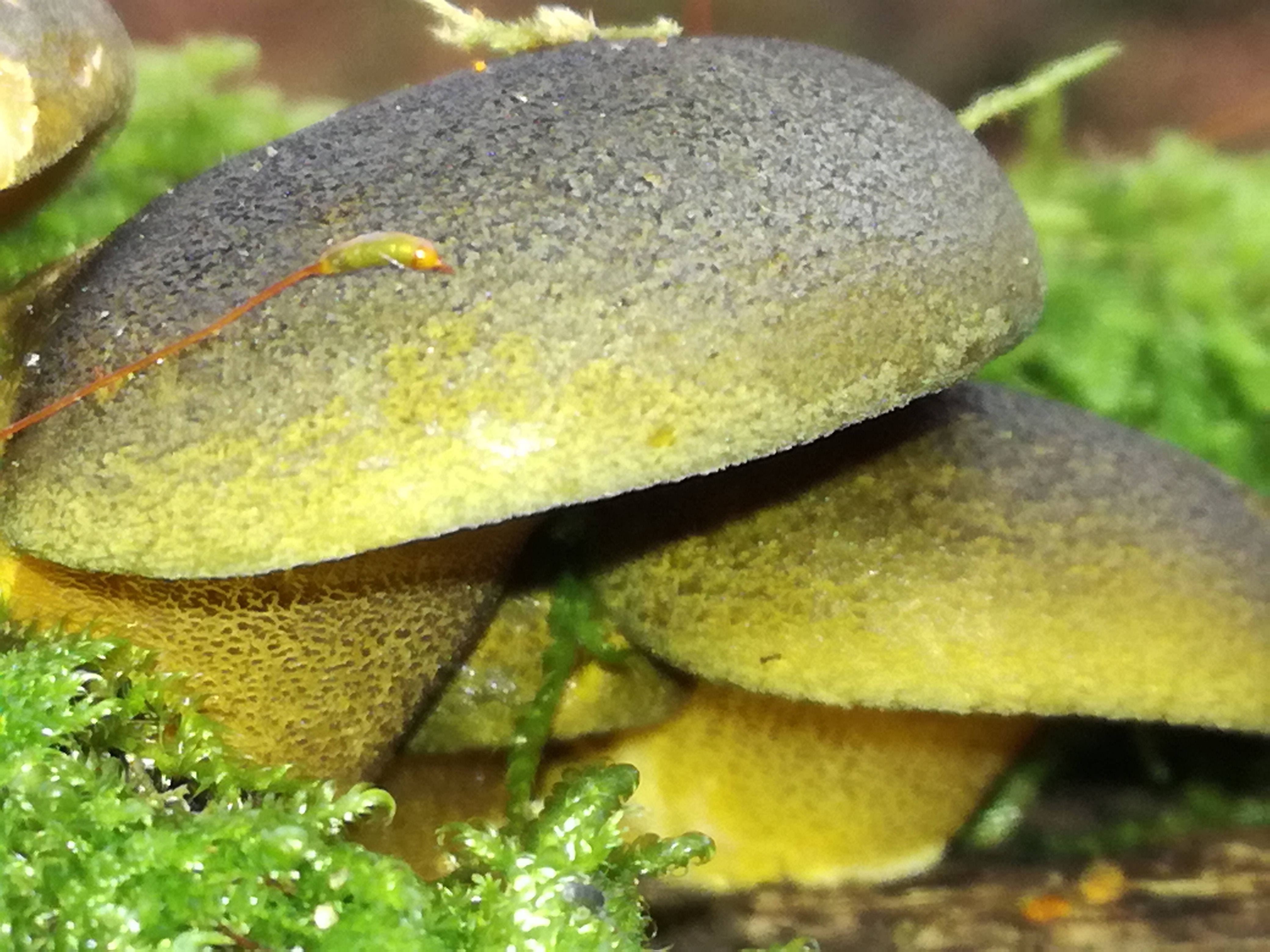 03112017174844 3262 art 1945 img 20171026 111902