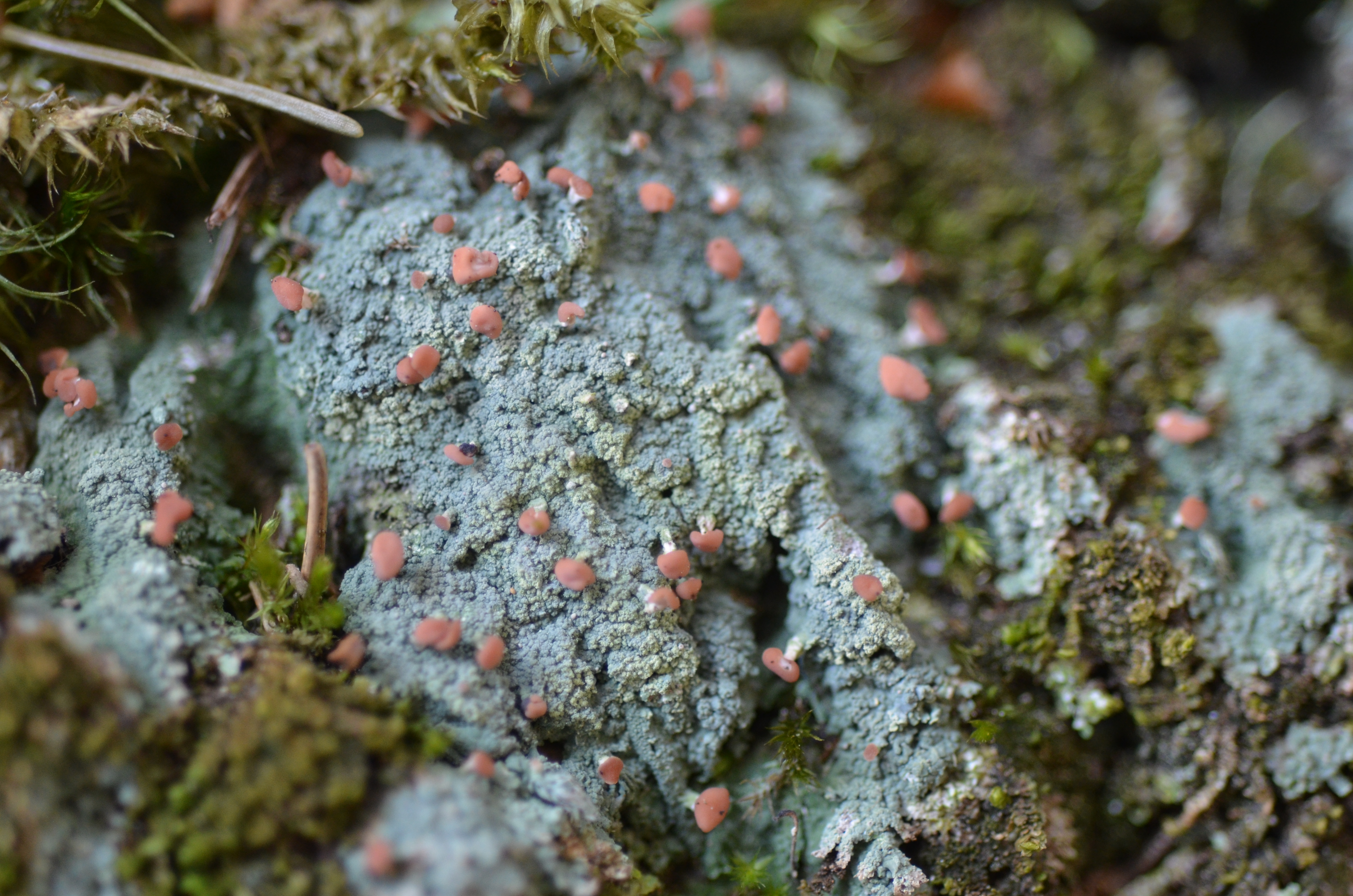 04032014224730 2253 art 1435 dsc 8087 dibaeis baeomyces