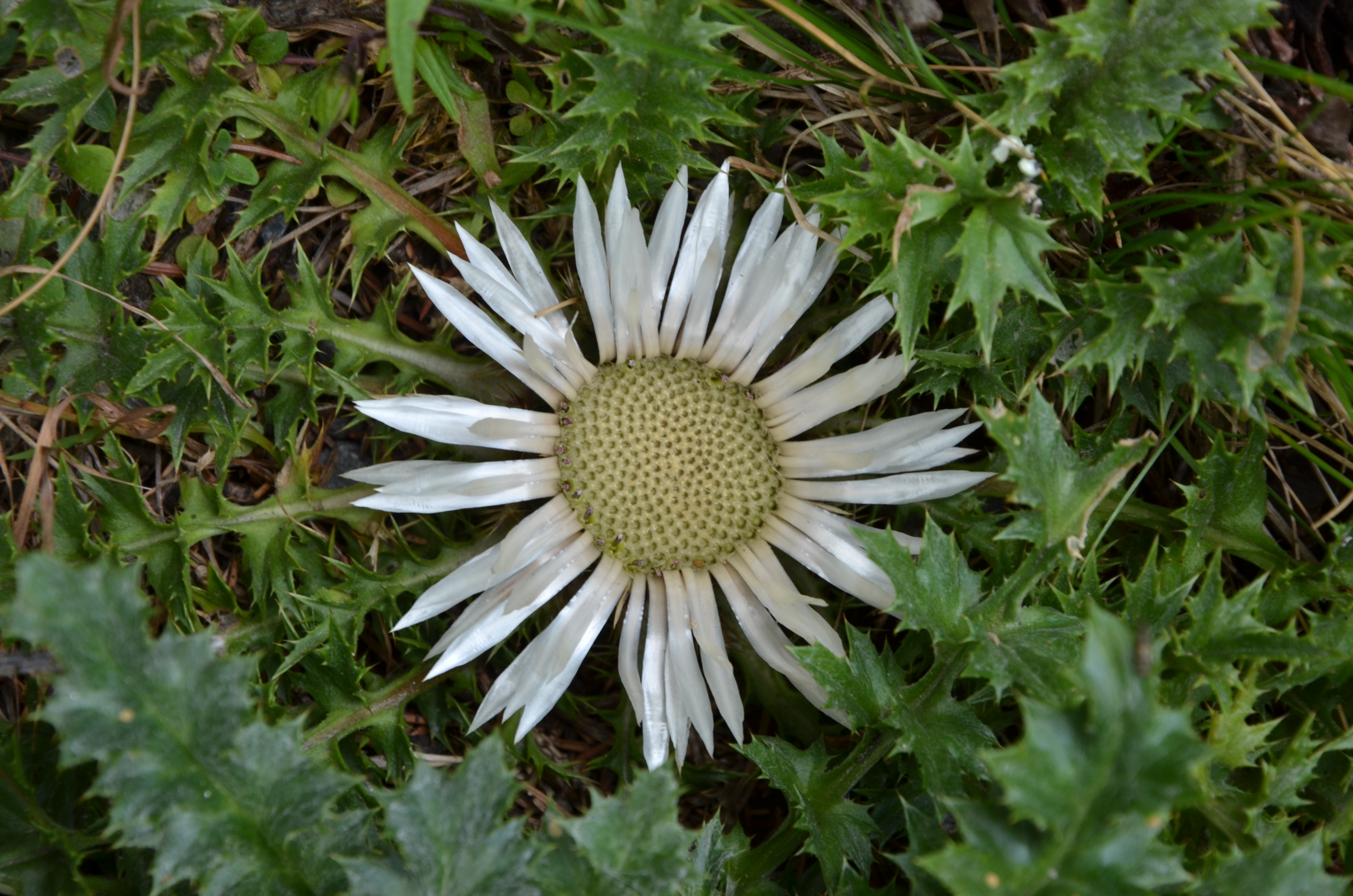 04032014231345 2254 art 1436 dsc 8263 silberdistel