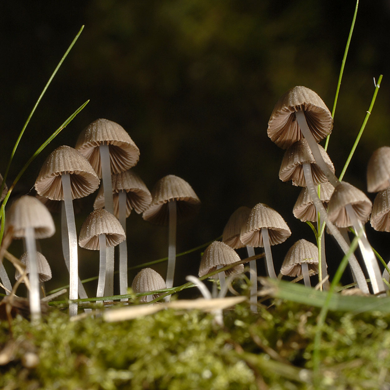 04052013102355 197 art 210 7014 cop disseminatus