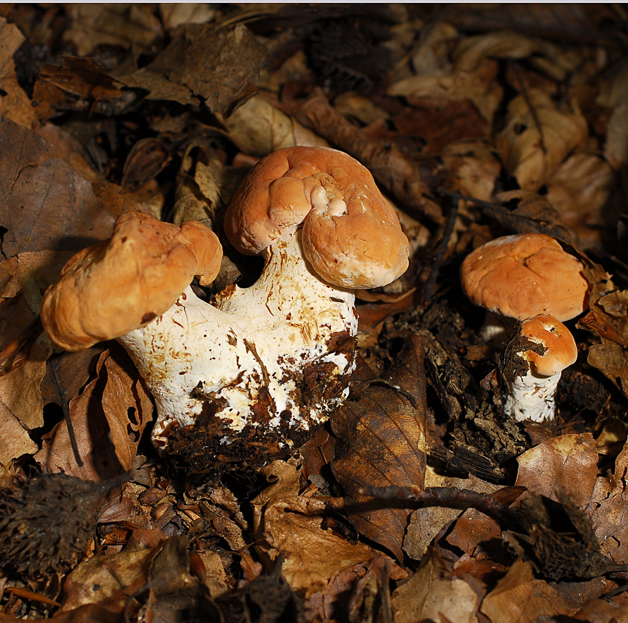 04052013104121 198 art 211 6013 hydnum repandum e56 kopie