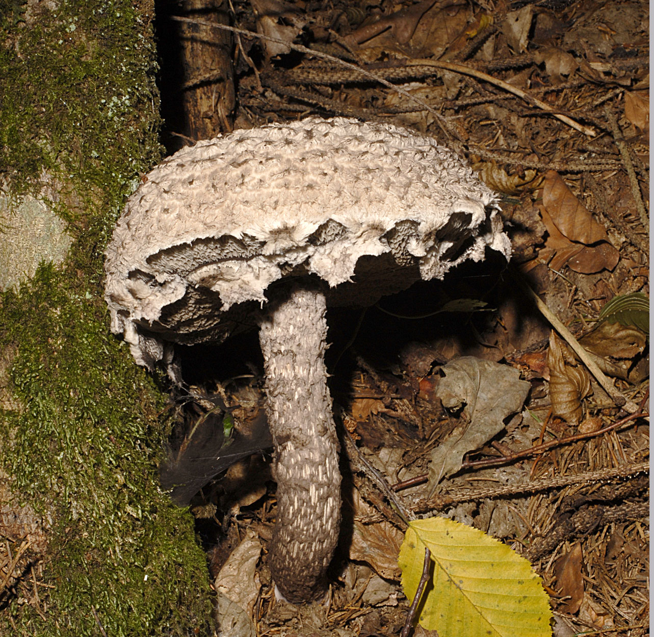 04052013214453 202 art 214 6837 str strobilaceus e77 kopie