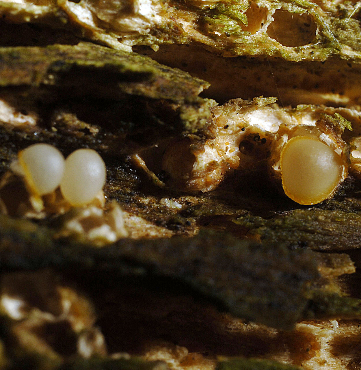 04052013215806 203 art 215 6966 sphaerob stellatus e31 kopie