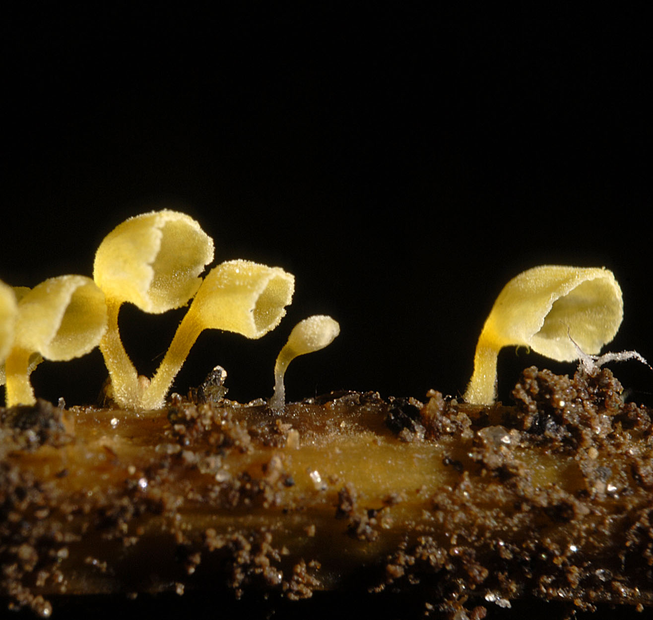 04052013220909 204 art 216 6842 cal capula e50 kopie