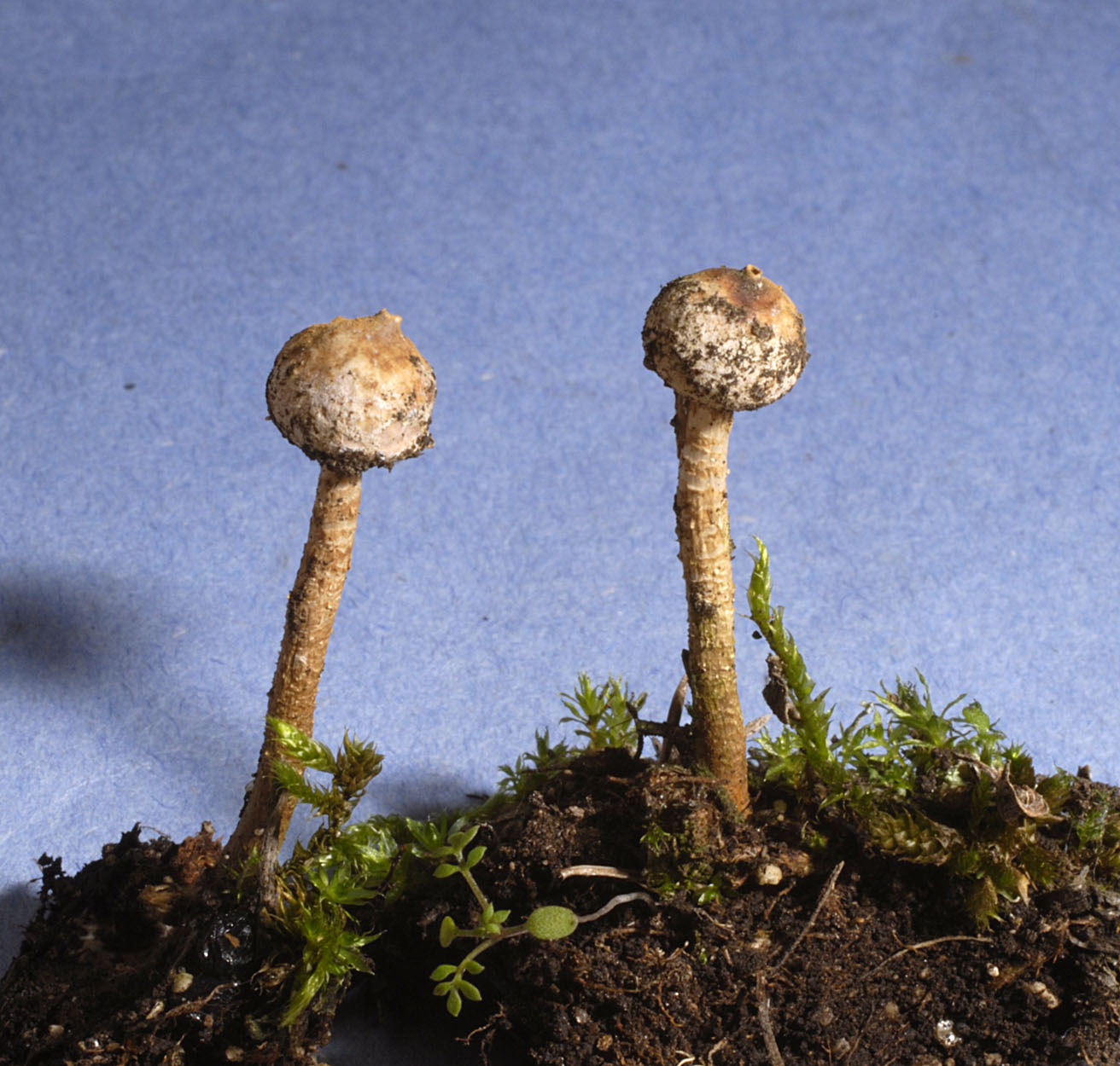 04052013222046 205 art 217 tul brumale 5718 80 kopie