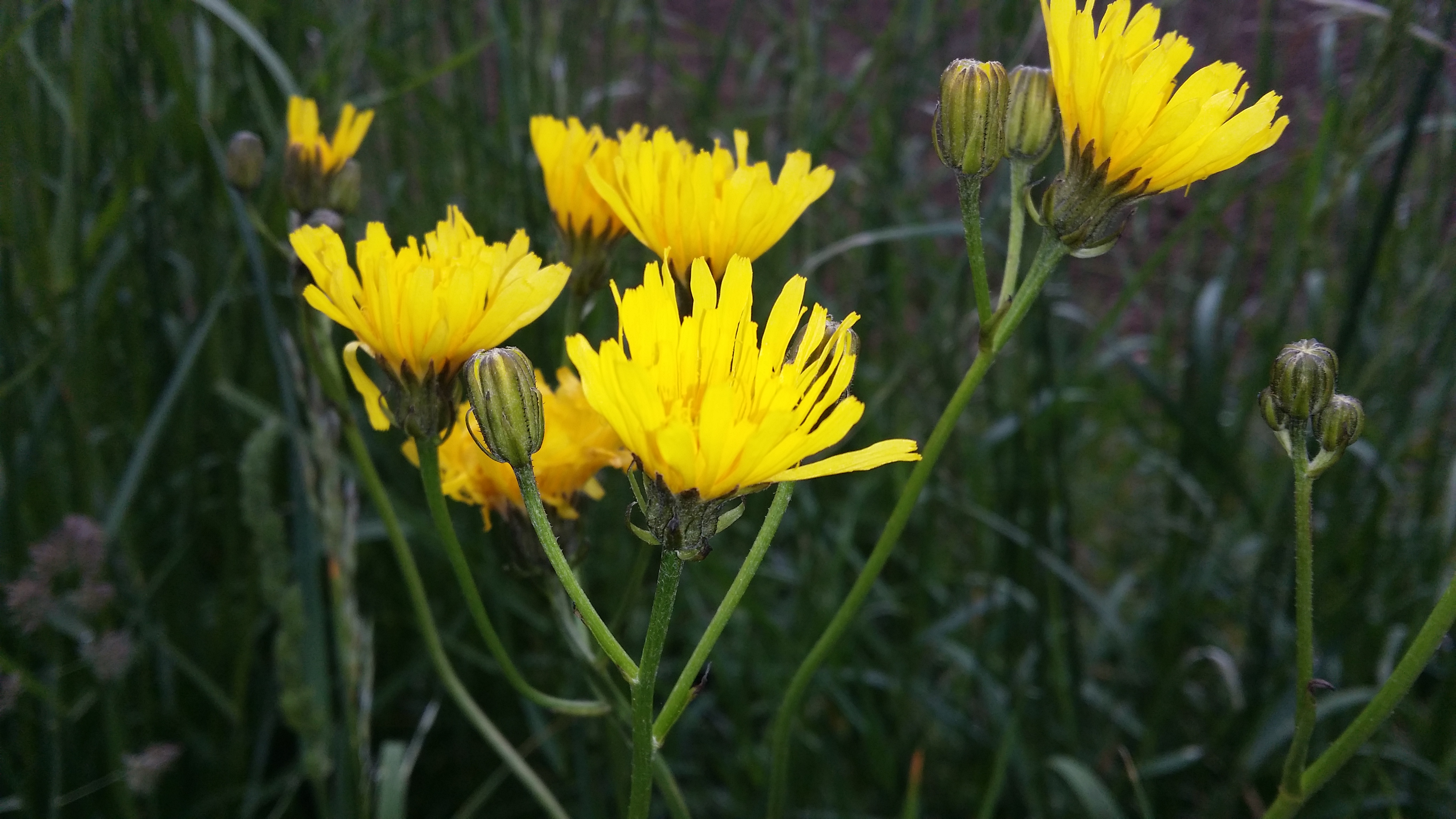 04052016181855 2810 art 633 20160504 crepis biennis 3
