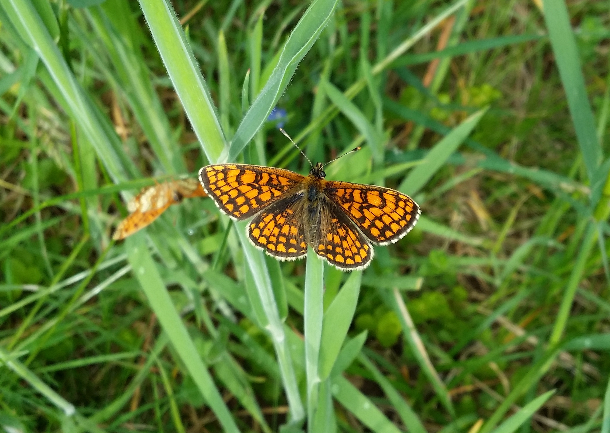 04052016184052 2813 art 840 wachtelweizen scheckenfalter1