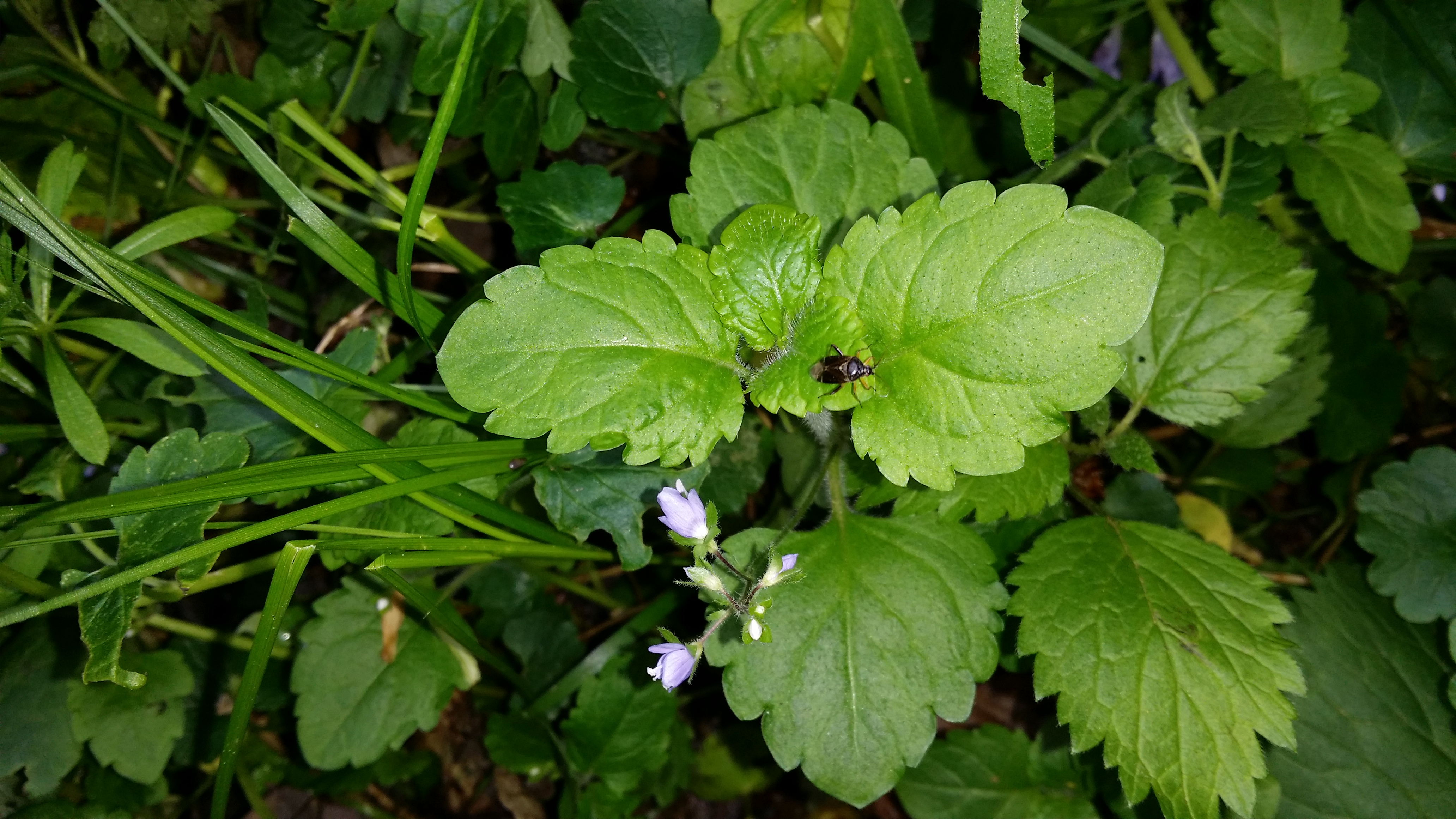 04052016185629 2815 art 1749 20160503 veronica montana