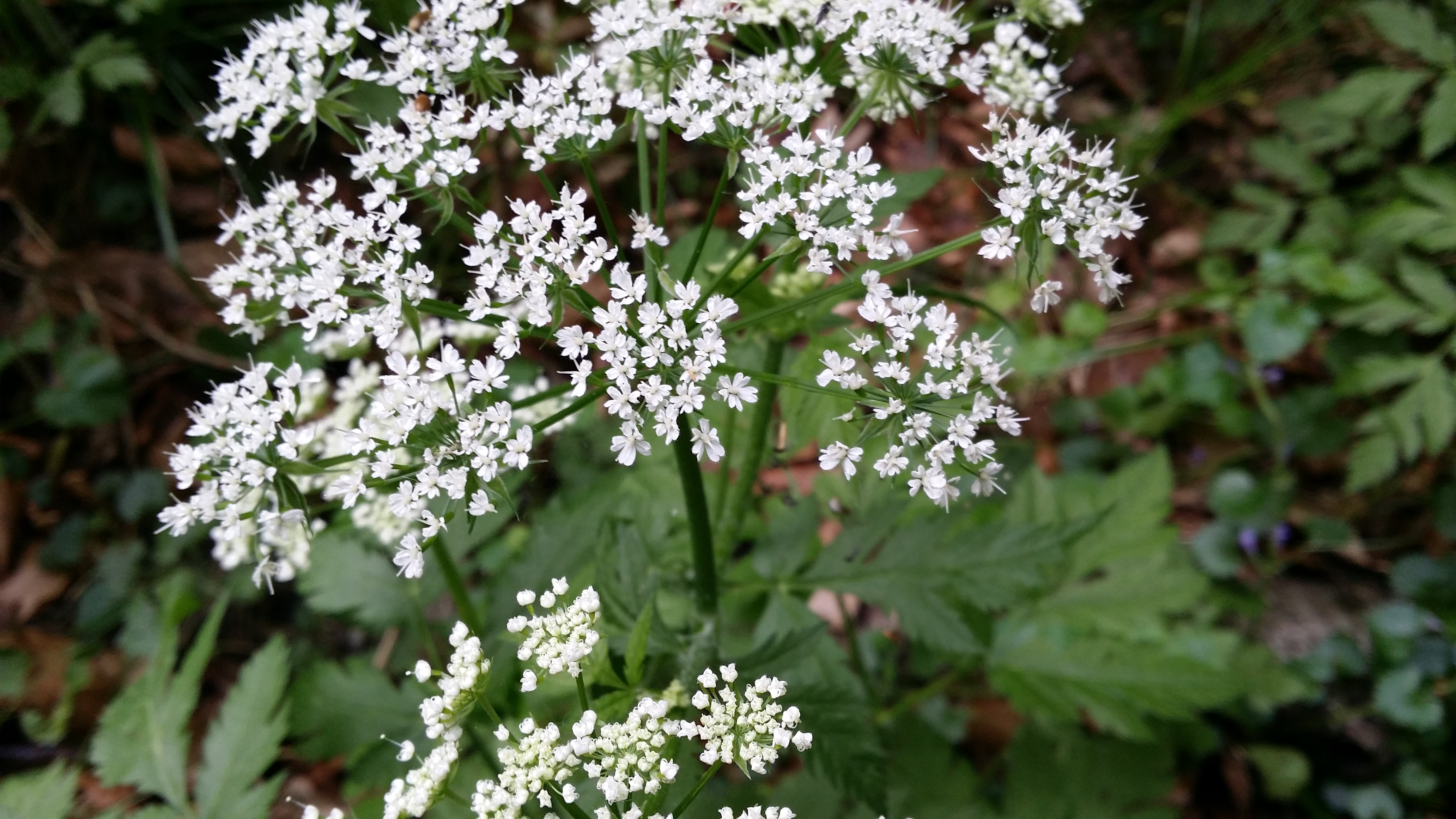 04052016191656 2816 art 1750 20160504 162608