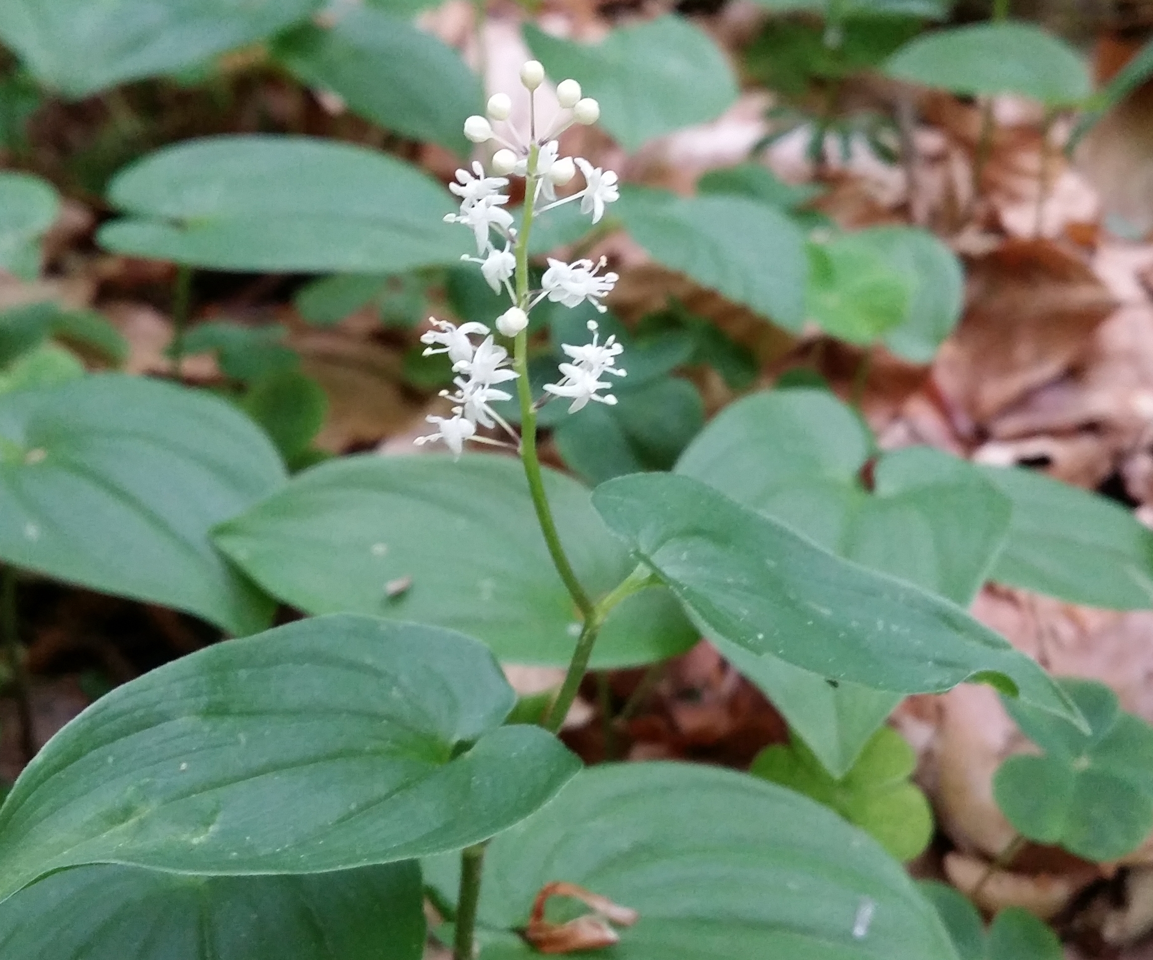 04052016192237 2818 art 707 schattenblumchen