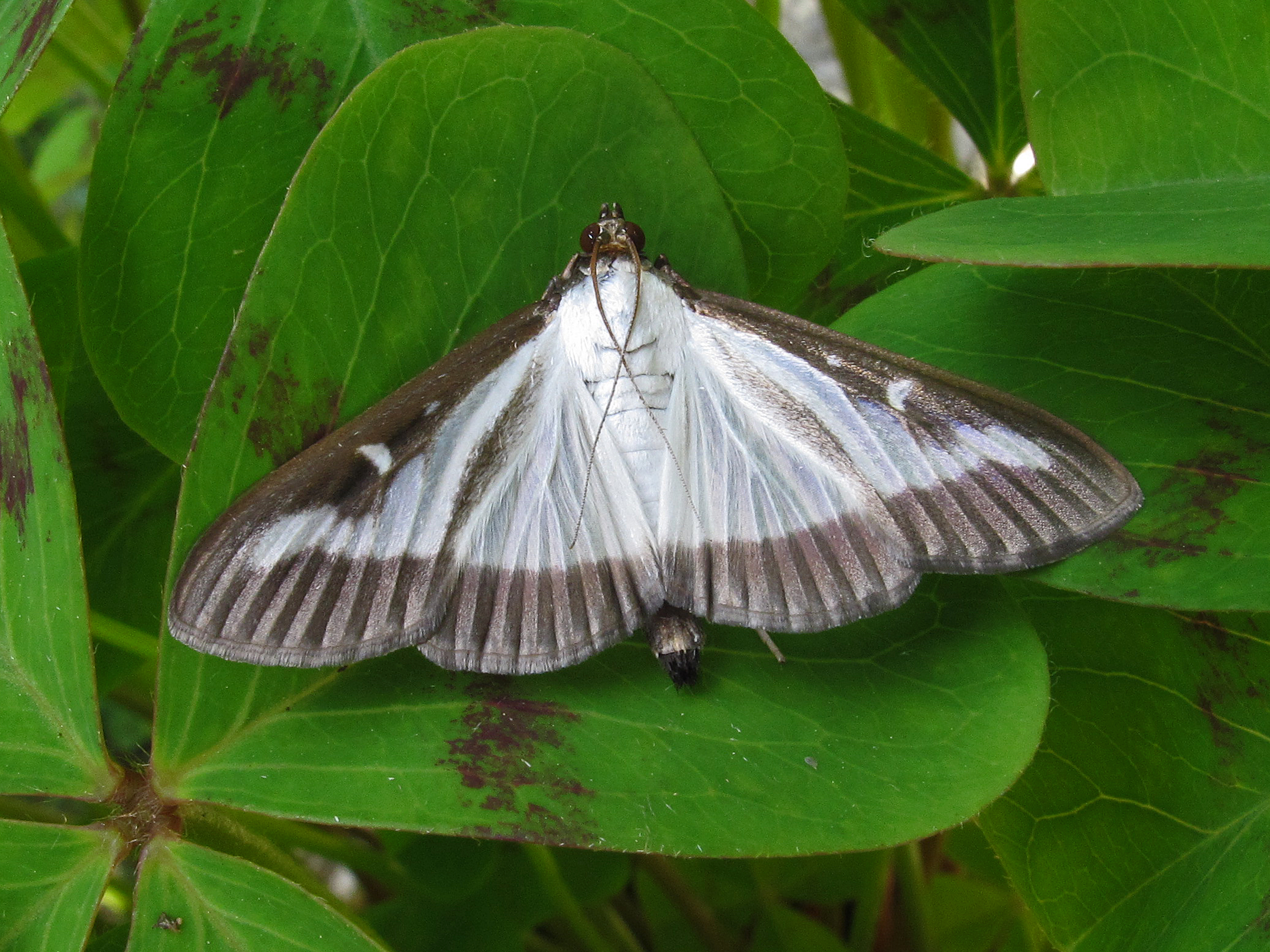 04062013104608 903 art 682 2 cydalima perspectalis 13a