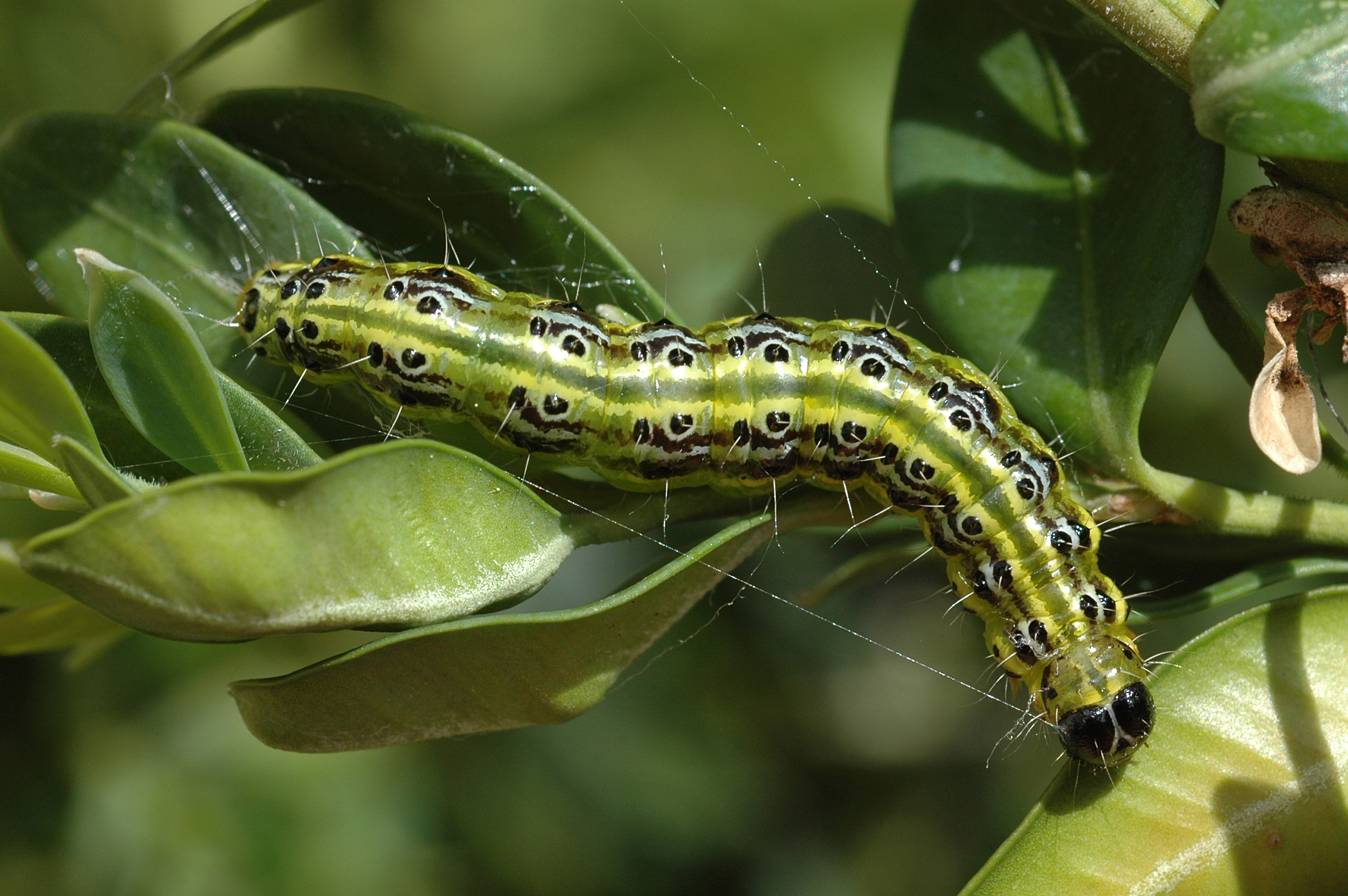 04062013104853 904 art 682 2 cydalima perspectalisa 12b