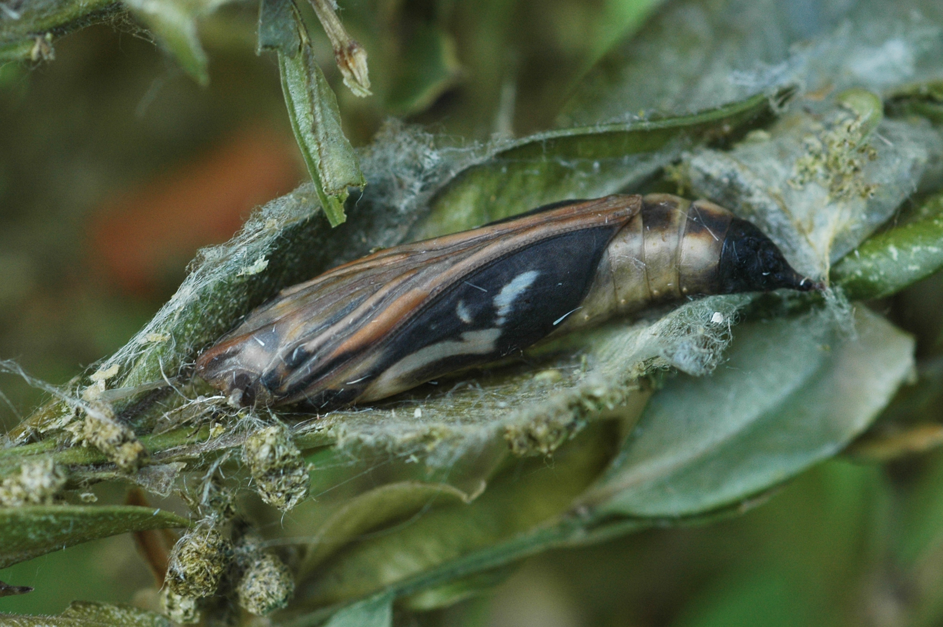 04062013110830 905 art 682 2 cydalima perspectalis 9b