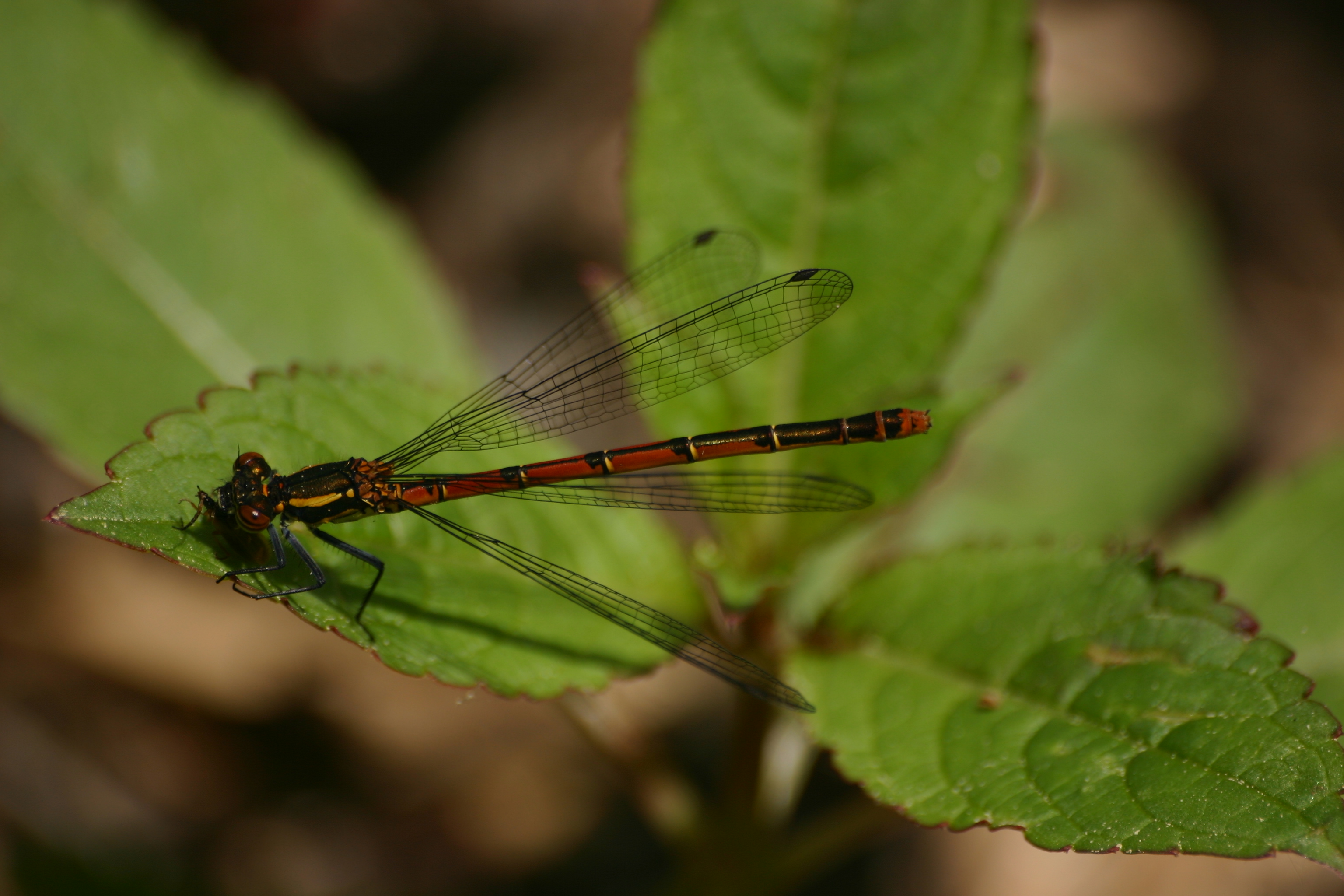 04092013152643 1977 art 890 pyrrhosoma nymphula fruhe adonislibelle werndf 9289 1