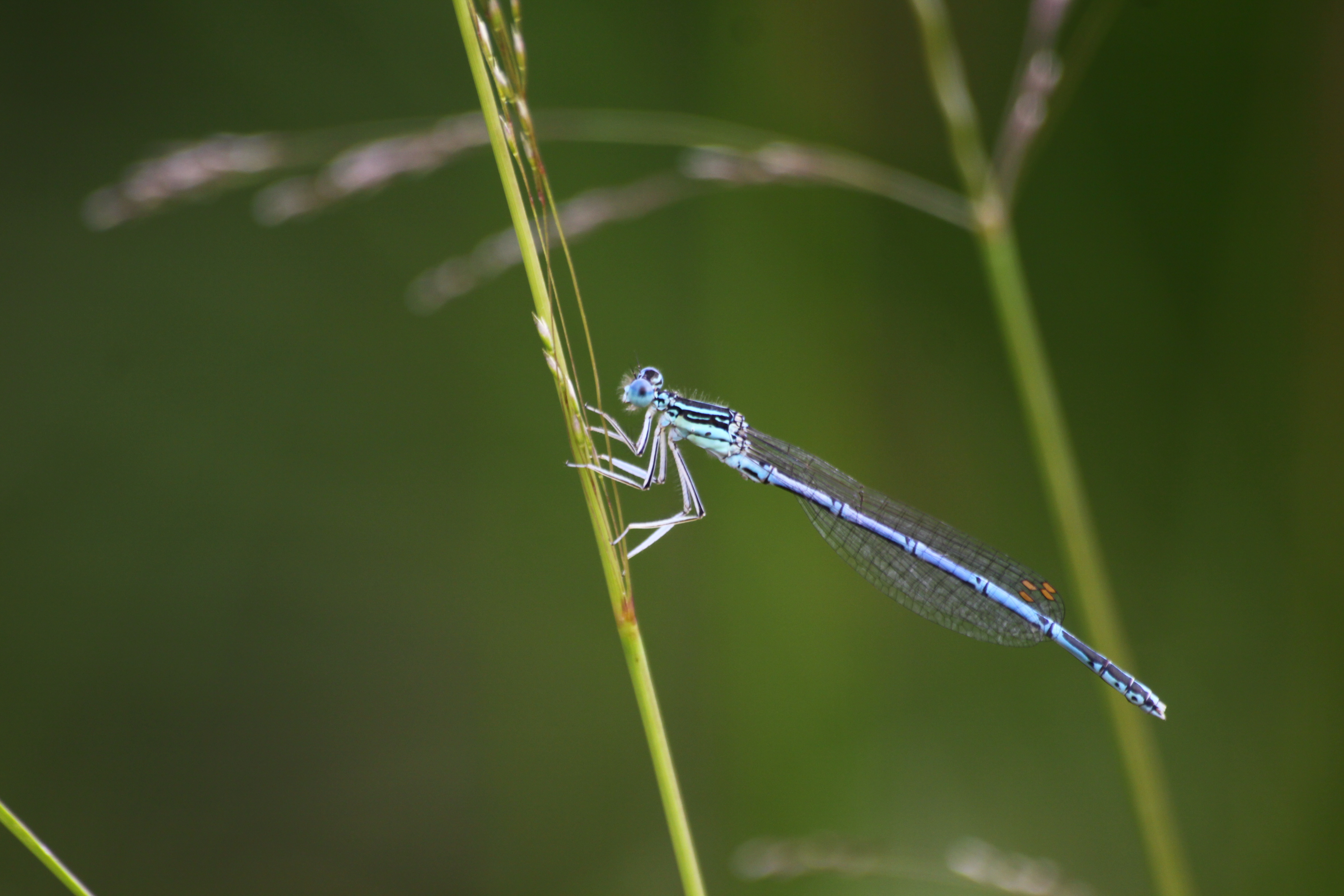 04092013160257 1978 art 926 libelle worth a d lafnitz projektgebiet 0 036 7