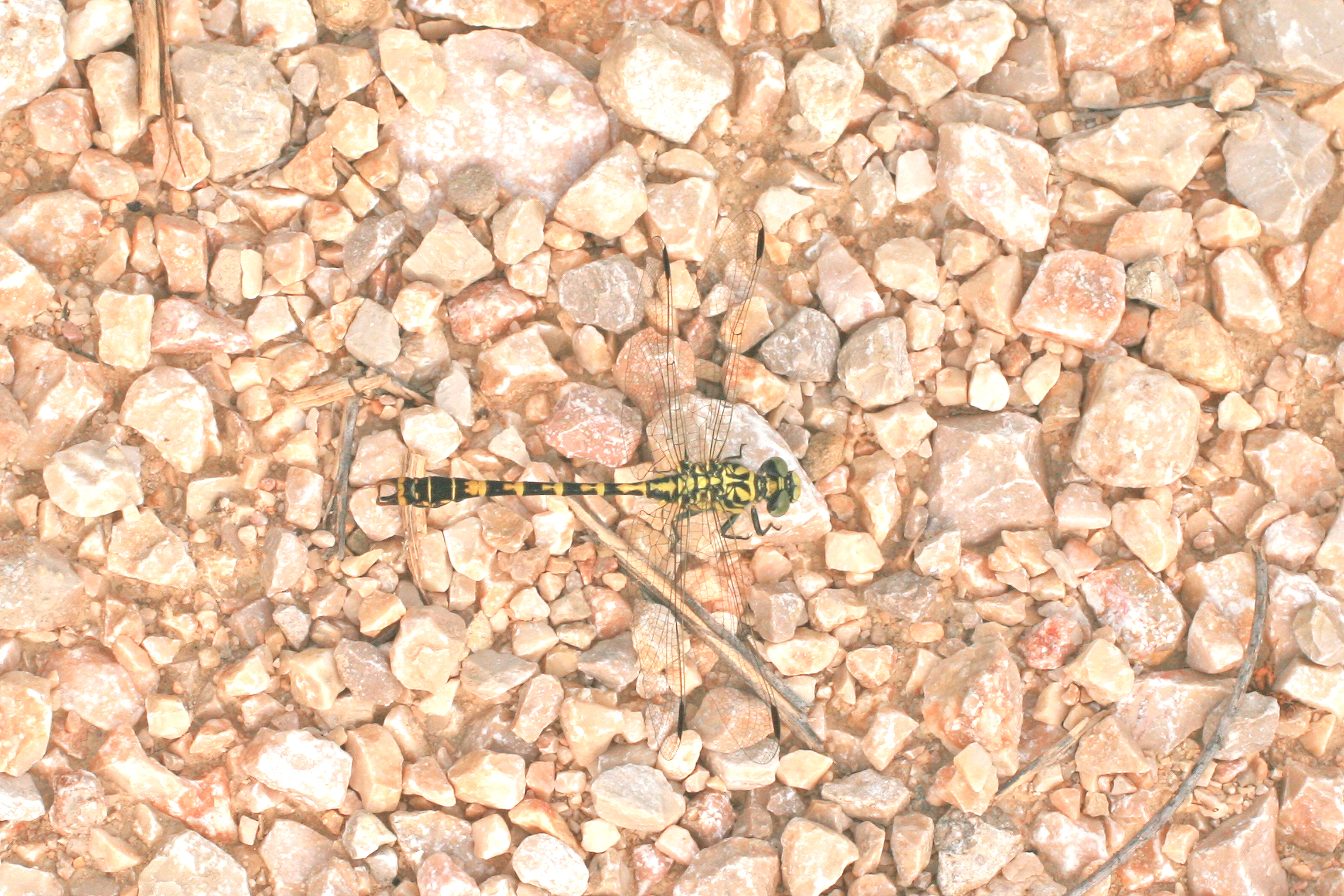 04092013162129 1979 art 957 onychogomphus forcipatus kleine zangenlibelle disco krk cro bild 306 14 kopie