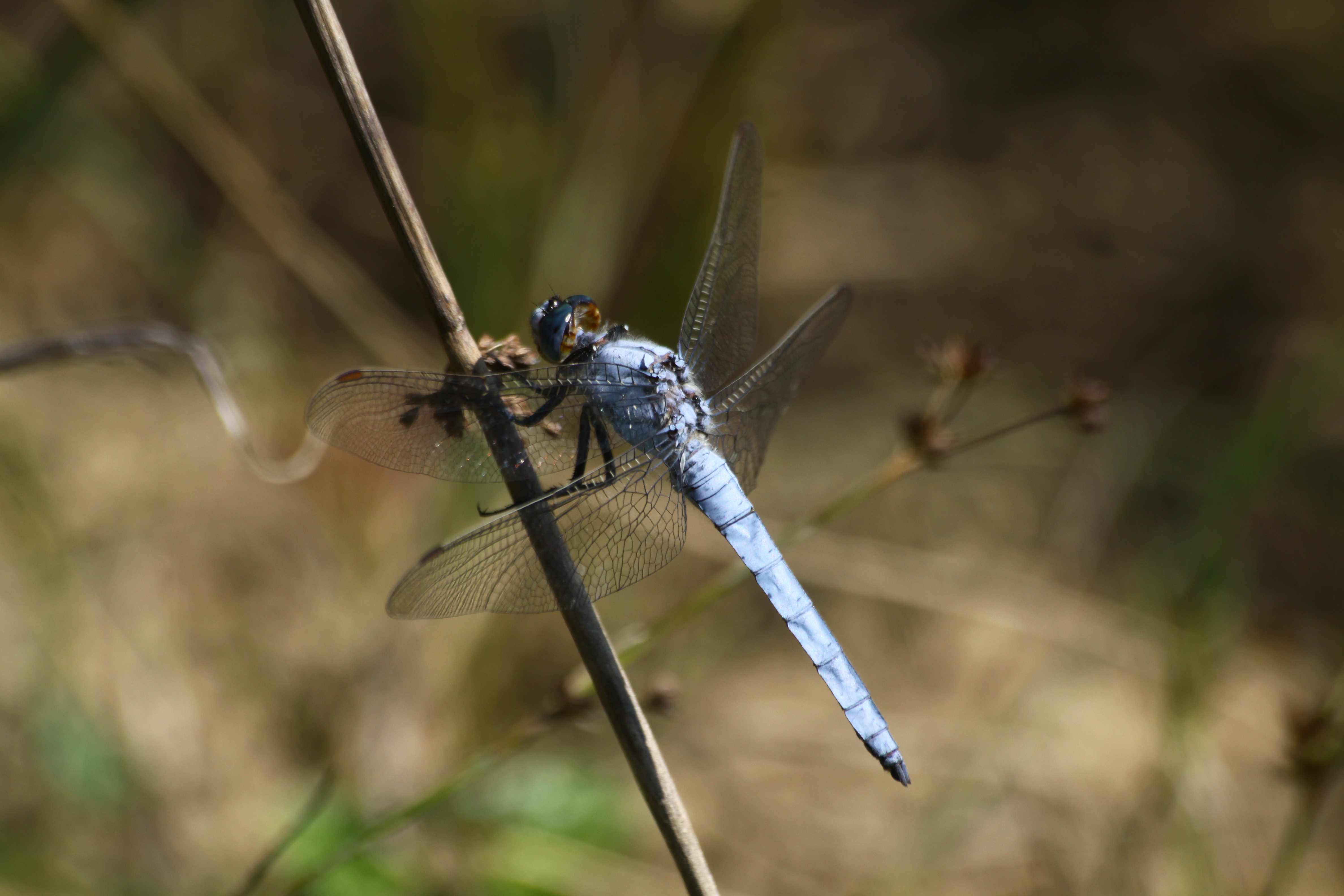 04092013162733 1980 art 1036 0 292