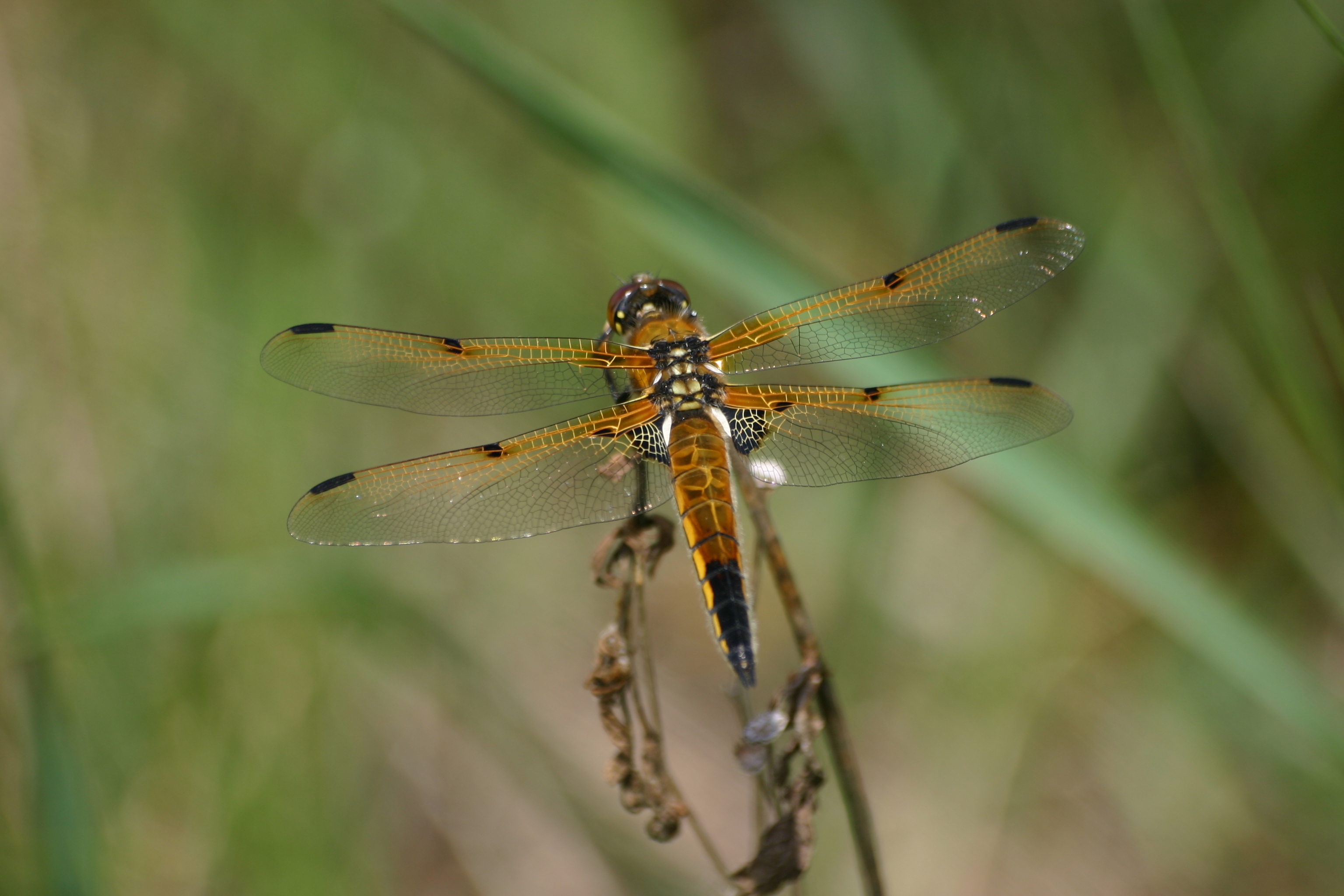 04092013163223 1981 art 1375 libellula quadrimaculata vierfleck hotzlstein bgld img 0167 4