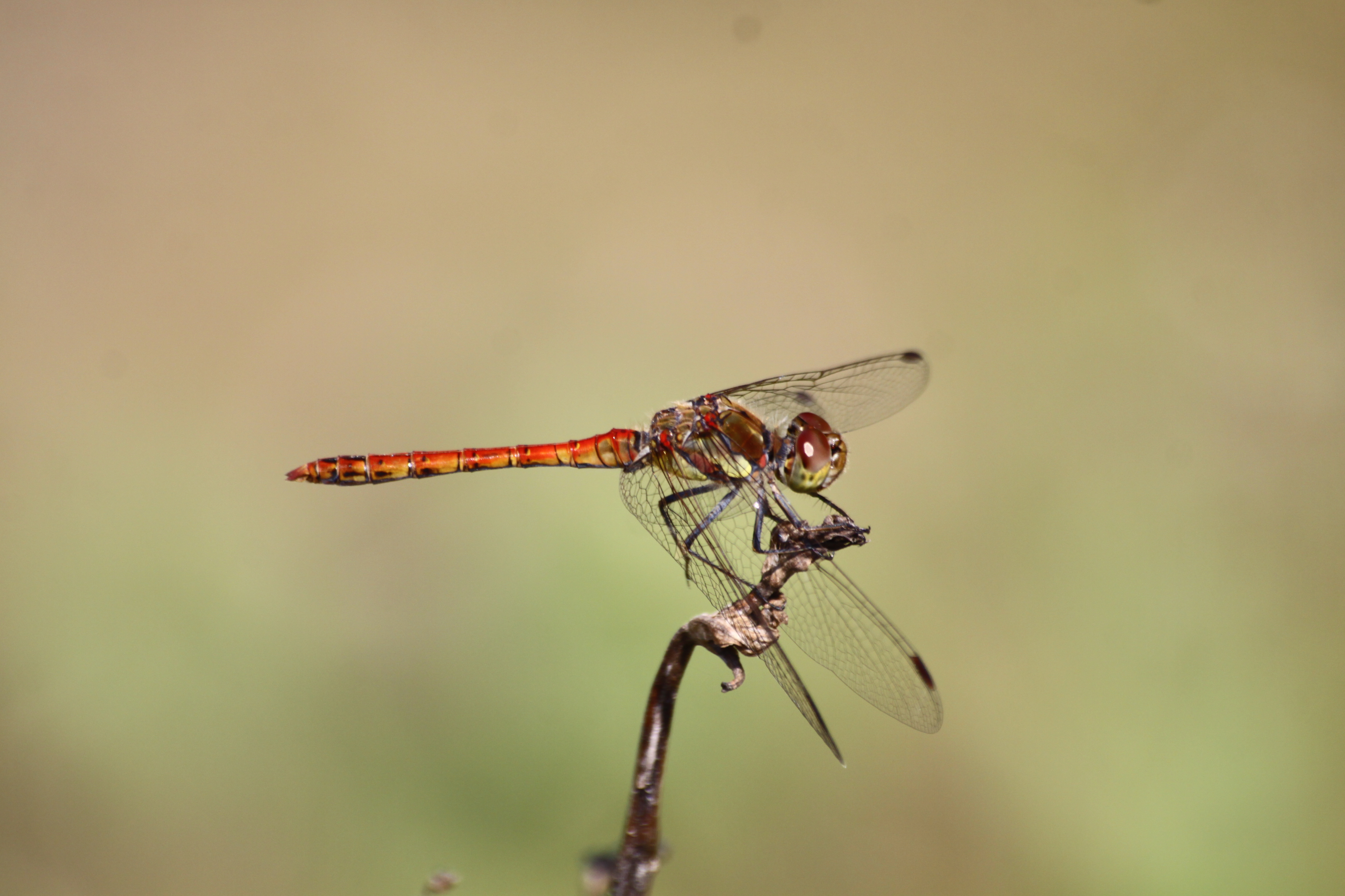 04092013171315 1982 art 1376 0 234