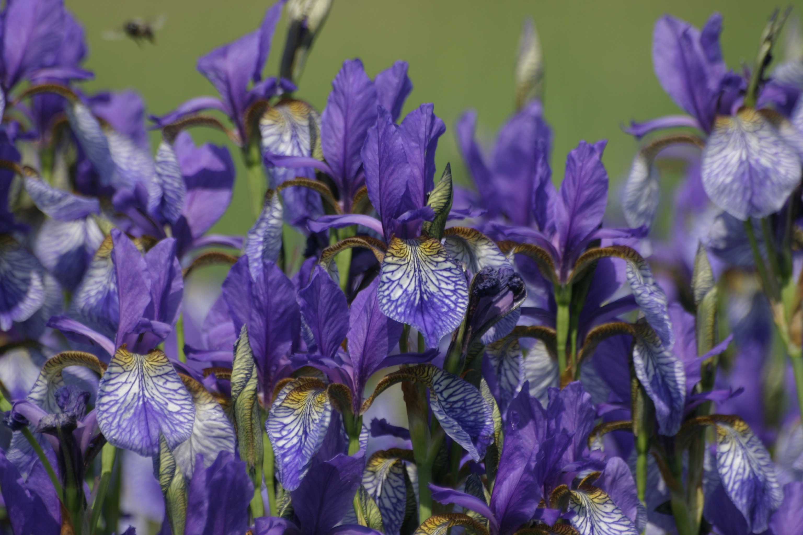 04092013172558 1984 art 326 iris sibirica karbach img 9860 2