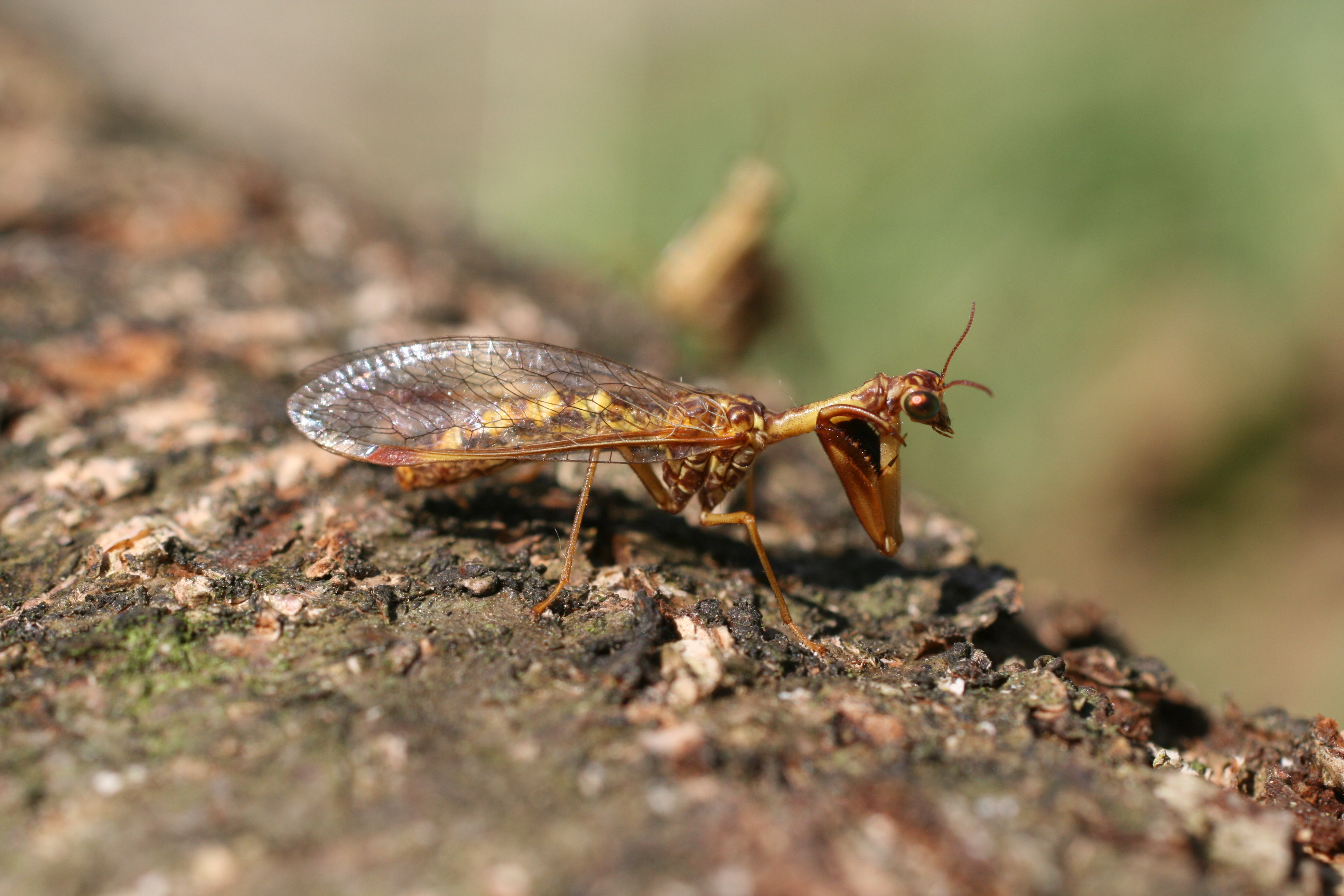 04092013182036 1985 art 896 mantispa styriaca buchschachen 92 35