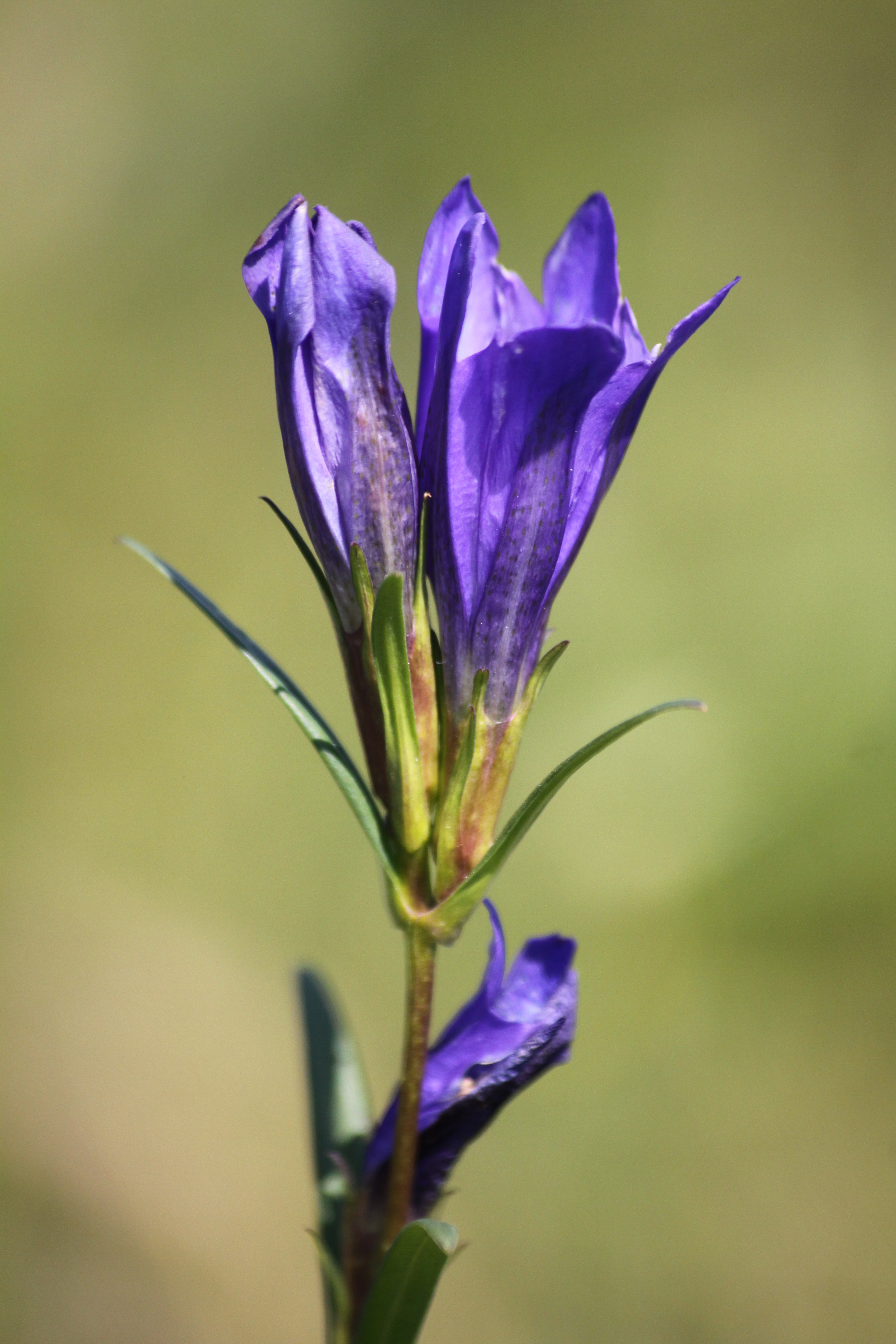 04092013201114 1986 art 1377 gentiana pneumonanthe urbersdorf stremtal 01 236