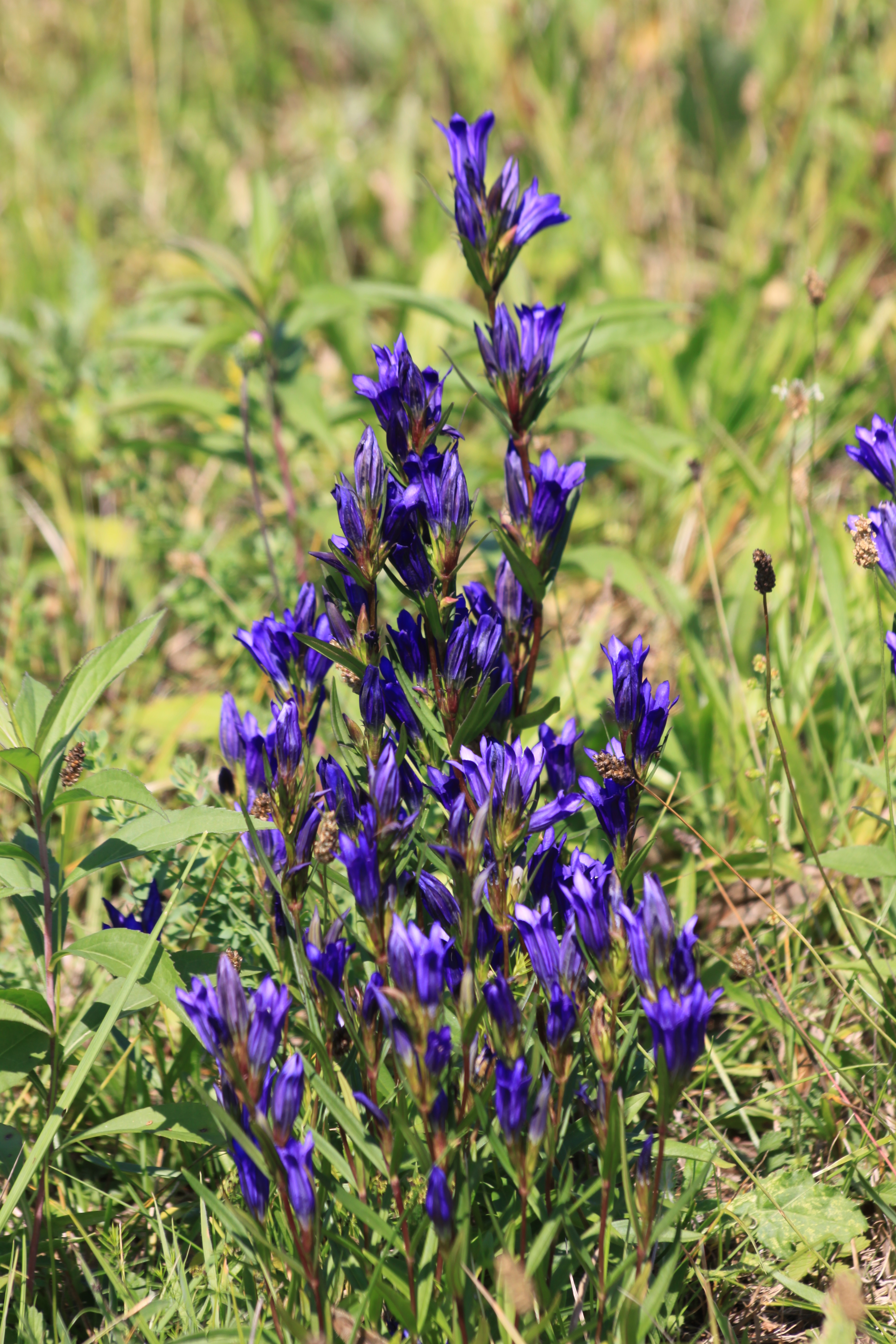 04092013201328 1987 art 1377 gentiana pneumonanthe urbersdorf stremtal 01 245