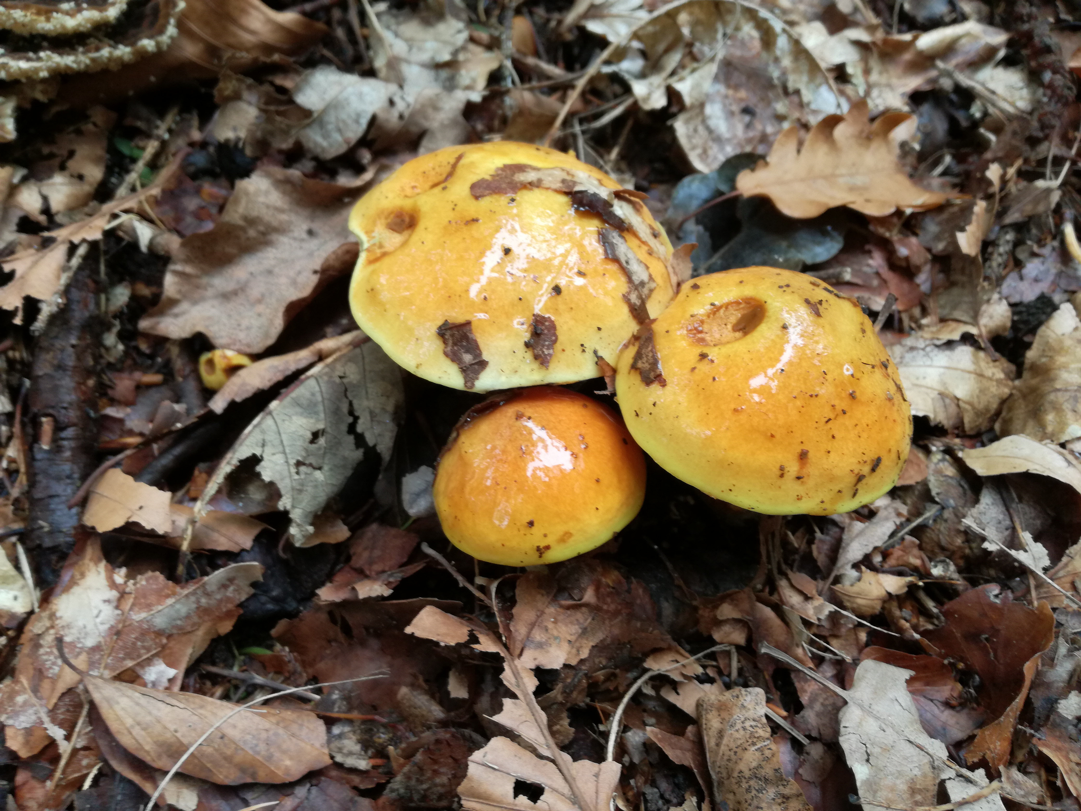 04102016180056 2893 art 733 img 20161004 094926